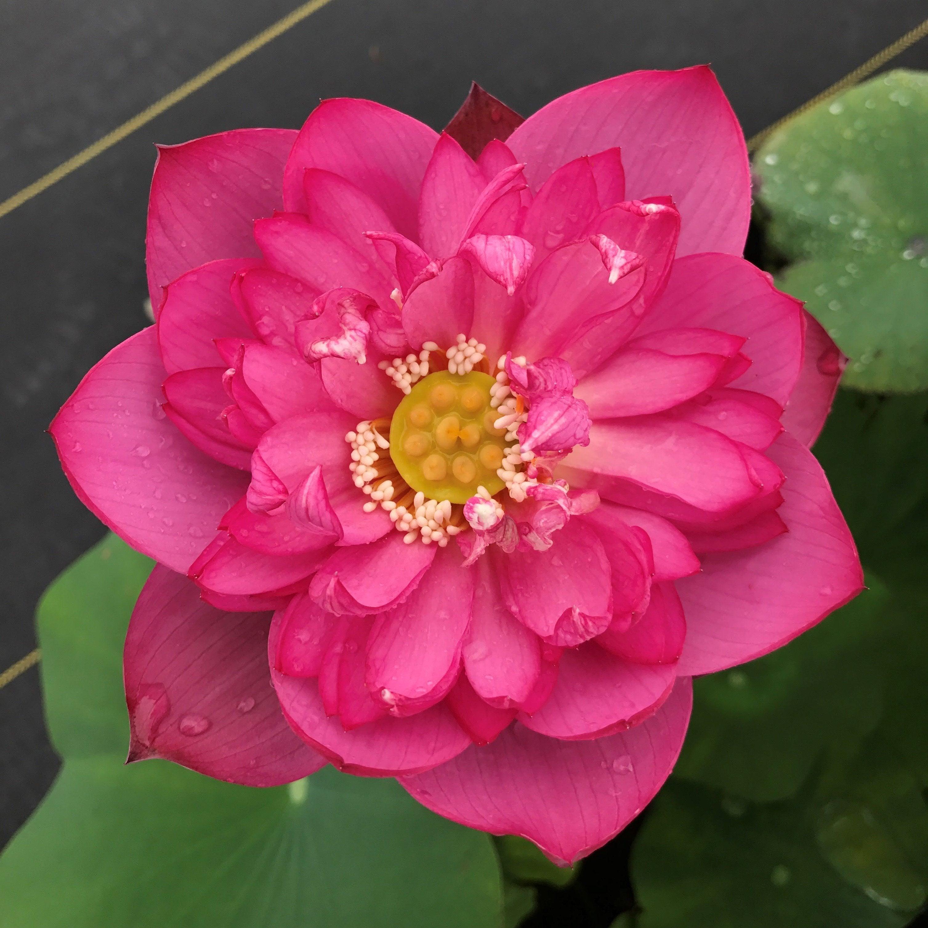 Lady Bingley - World Famous Bloomer Lotus (Bare Root) - Play It Koi