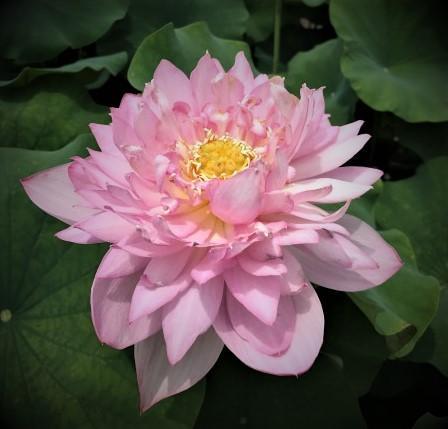 Lanceolate Pink Lotus (Bare Root) - Play It Koi