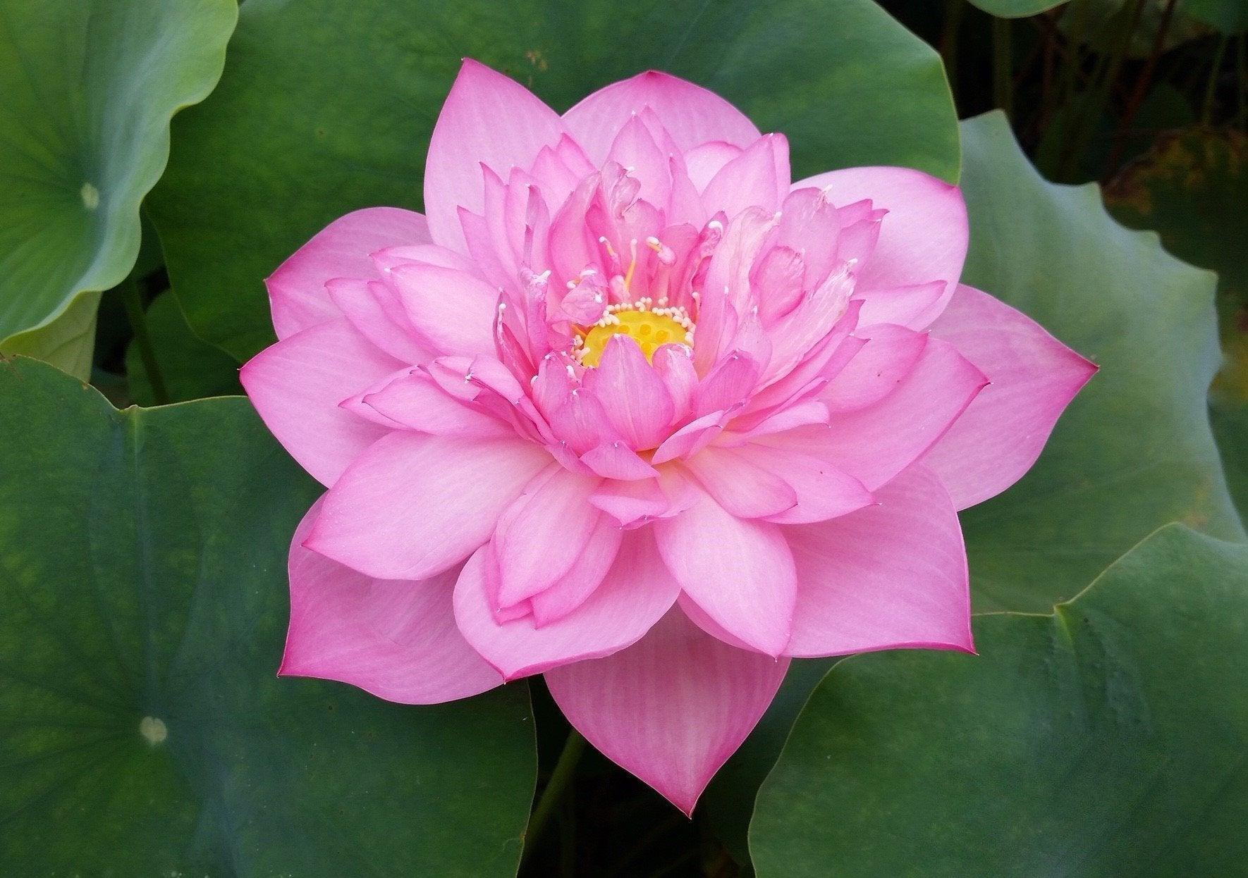 Lanceolate Pink Lotus (Bare Root) - Play It Koi