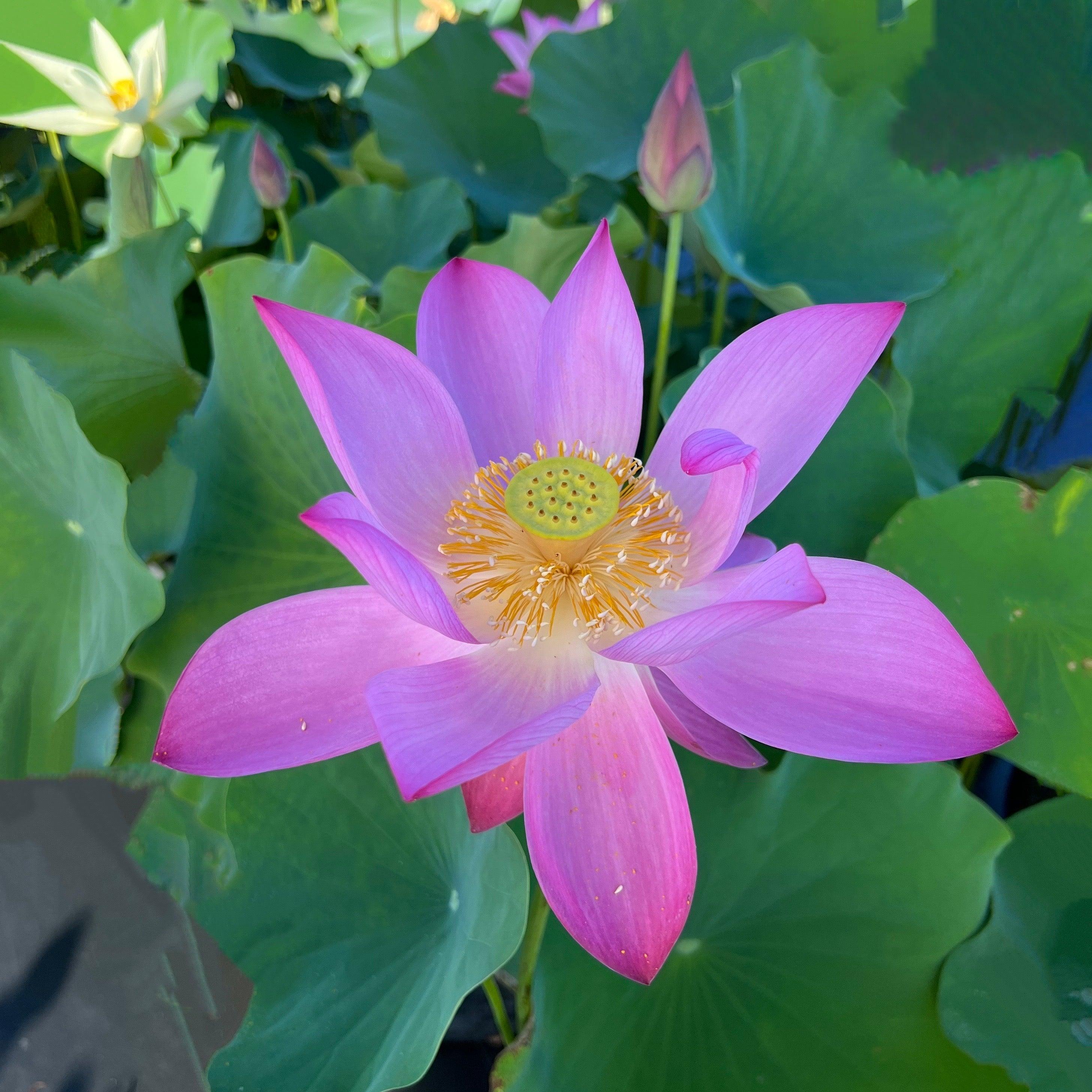 Lavender Lady - A Majestic Lady Lotus (Bare Root) - Play It Koi