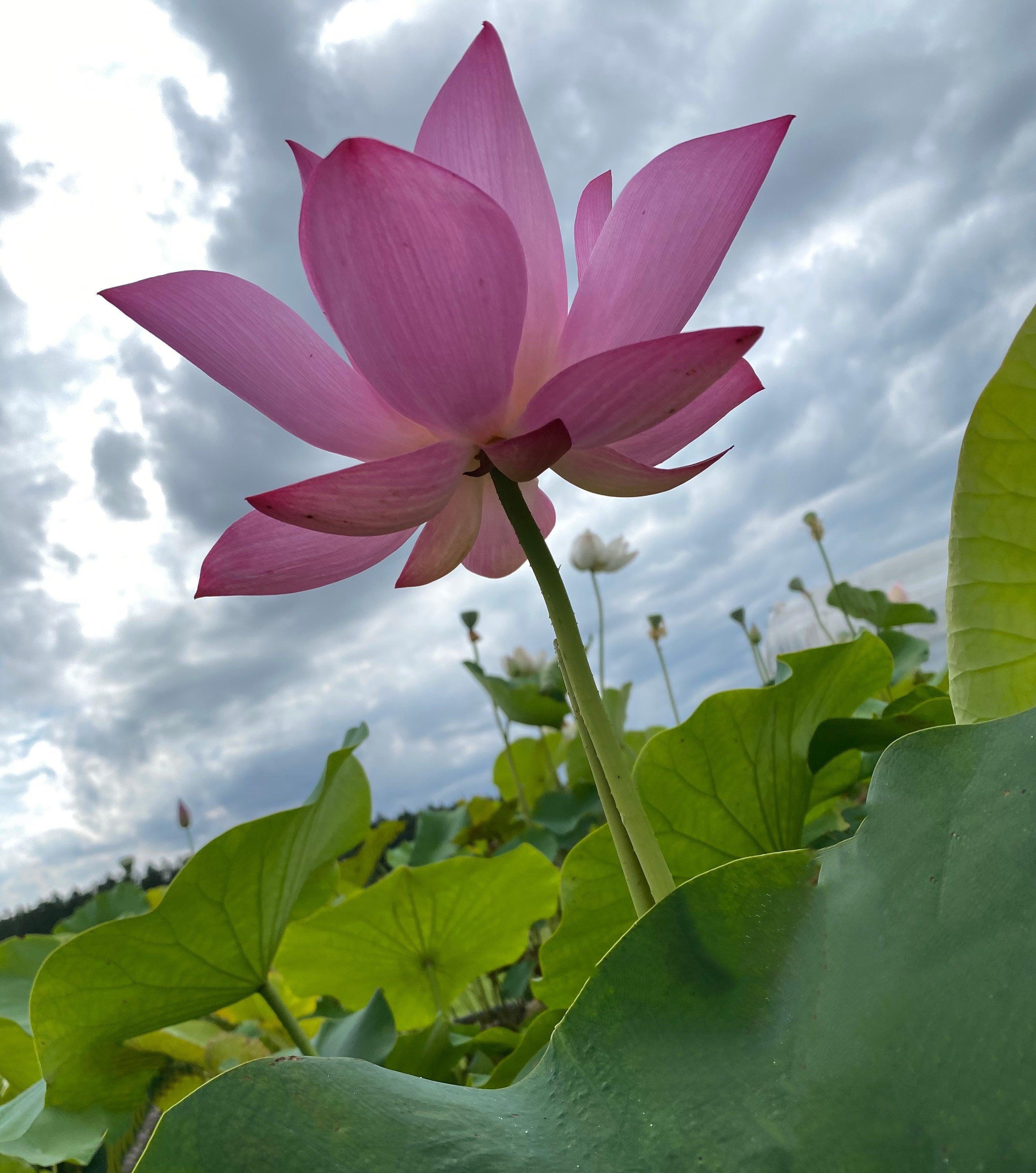 Lavender Lady - A Majestic Lady Lotus (Bare Root) - Play It Koi