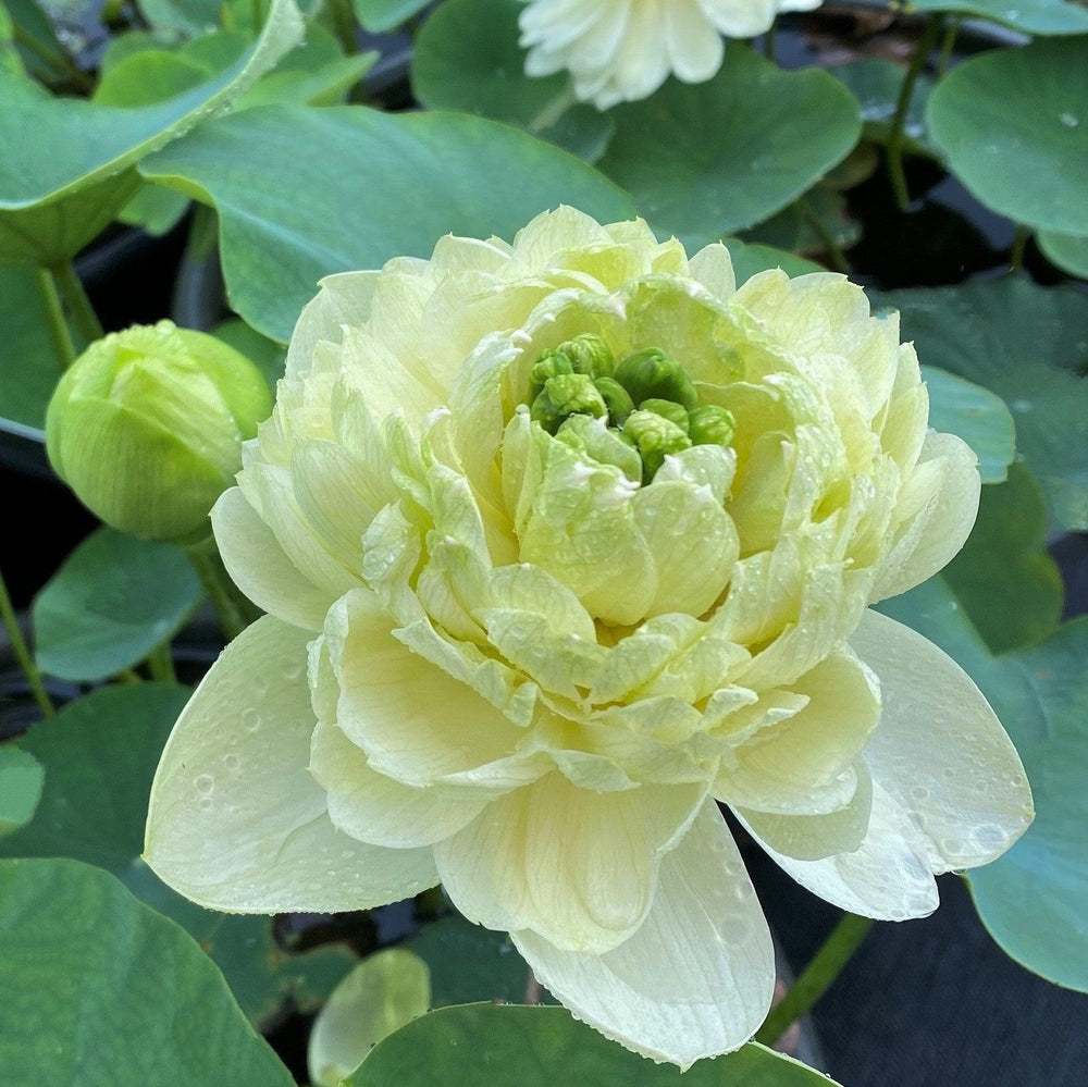 Lemon & Lime Lotus (Bare Root)