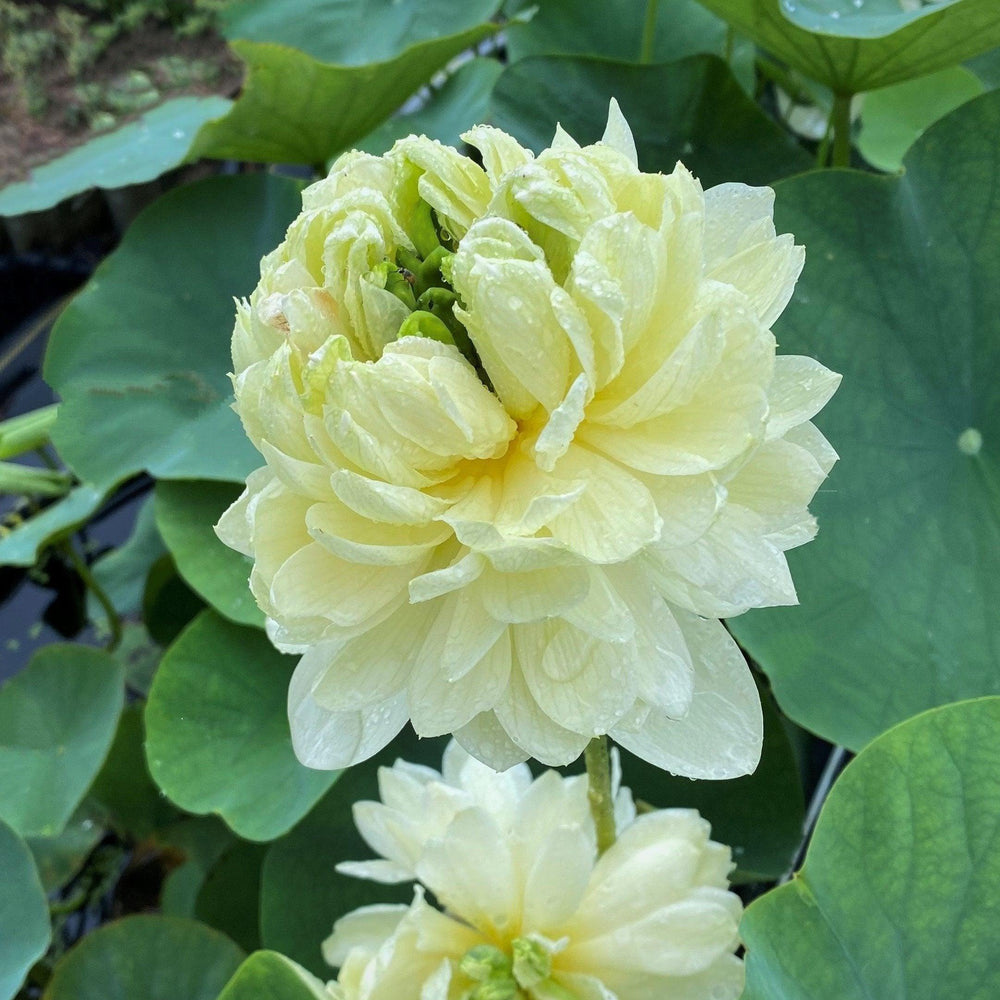 Lemon & Lime Lotus (Bare Root)