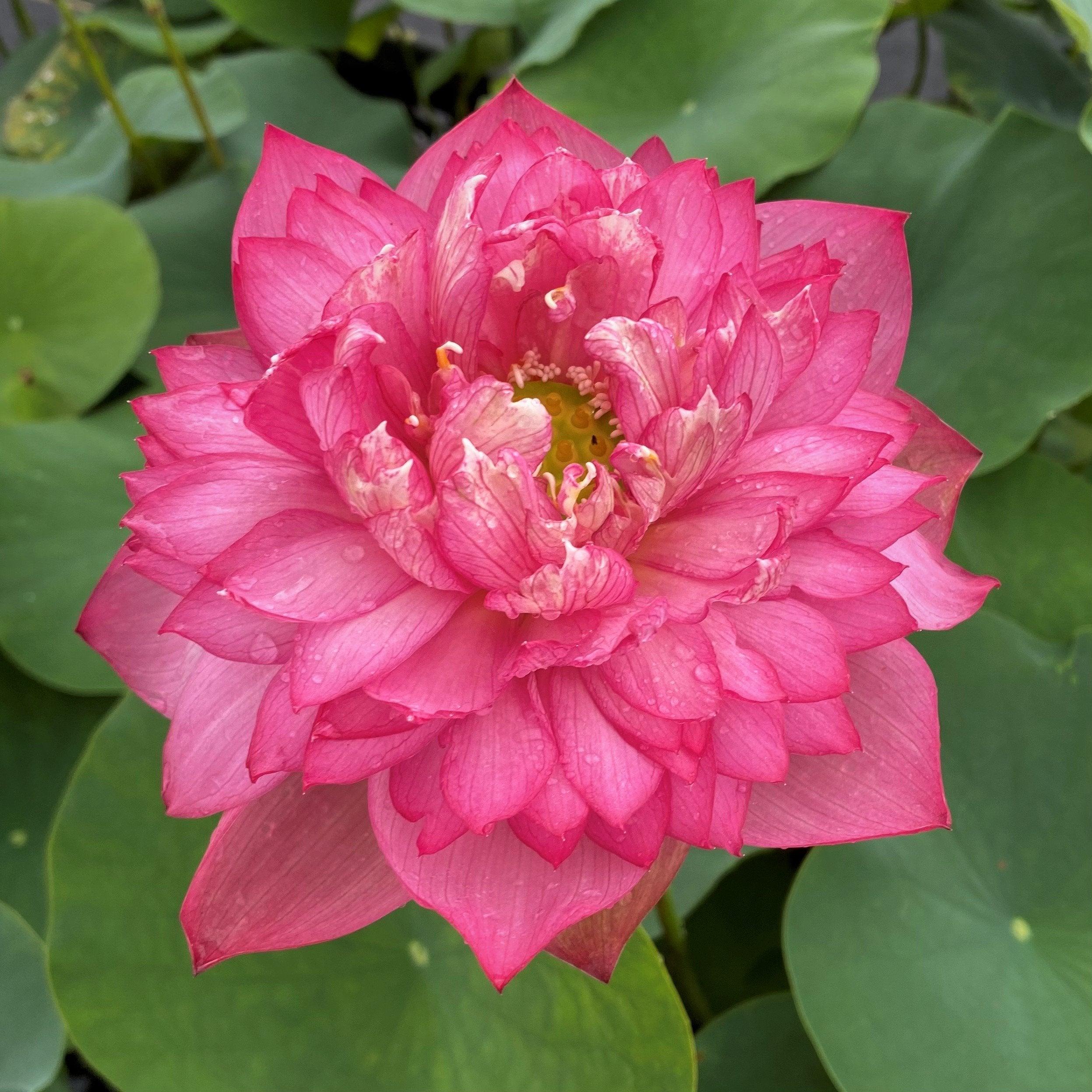 Libby's Light - Constant Blooms Lotus (Bare Root) - Play It Koi