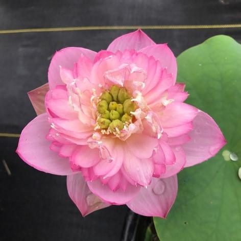 Little Dancing Empress - Delicate Pink Lotus (Bare Root) - Play It Koi