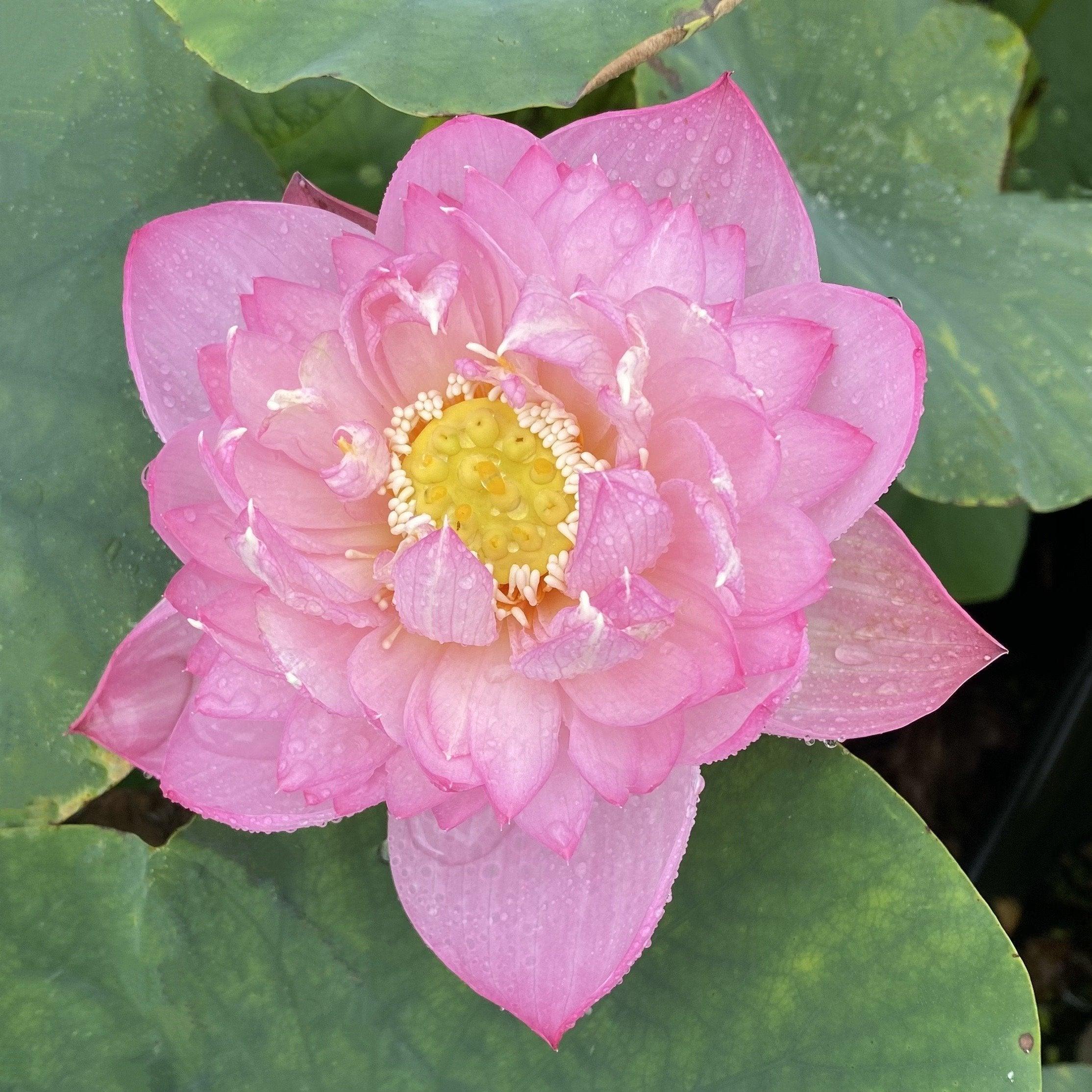 Little Dancing Empress - Delicate Pink Lotus (Bare Root) - Play It Koi