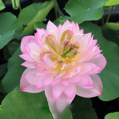 Little Dancing Empress - Delicate Pink Lotus (Bare Root) - Play It Koi