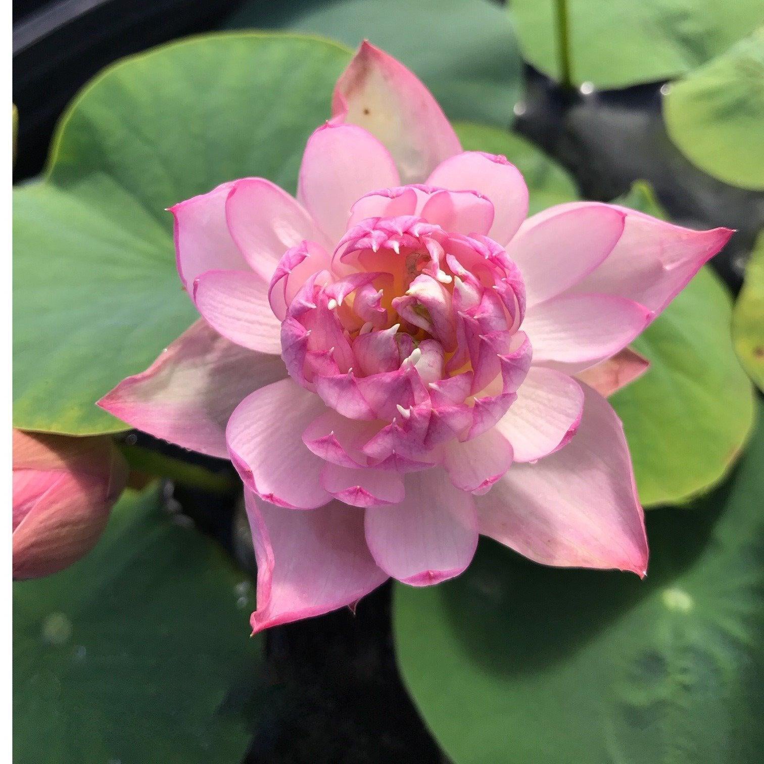 Little Dancing Empress - Delicate Pink Lotus (Bare Root) - Play It Koi