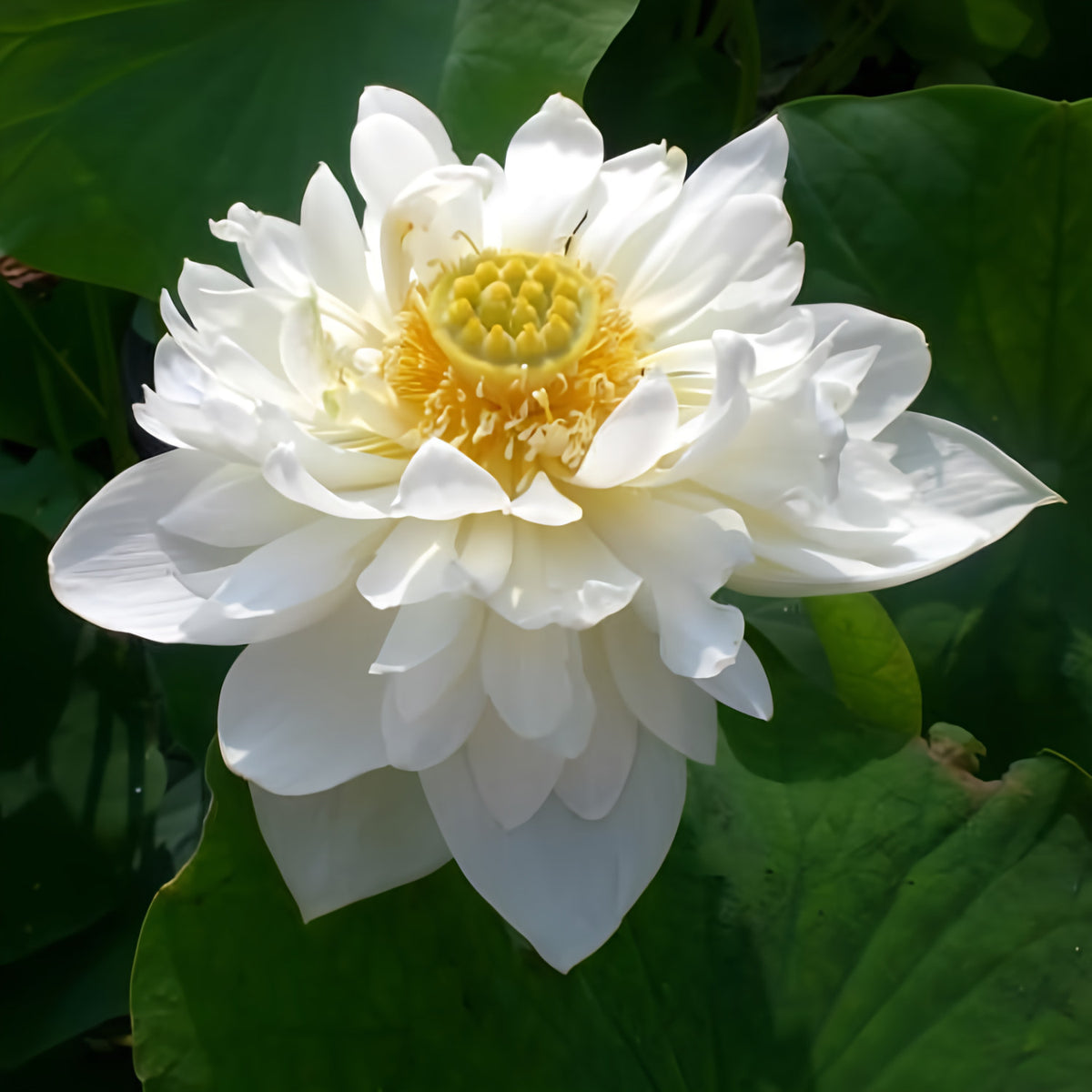 Little Green House Lotus (Bare Root) - Play It Koi