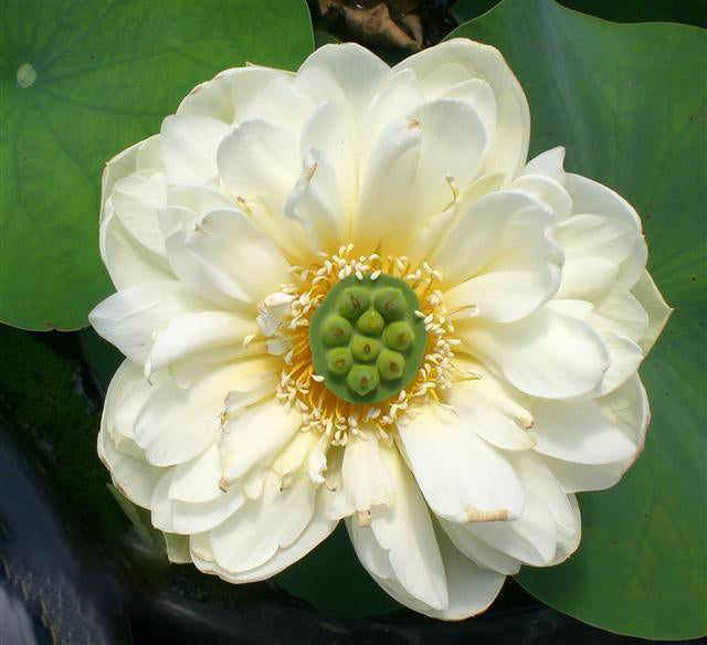 lotus flower house plant Little Green House Lotus (Bare Root)