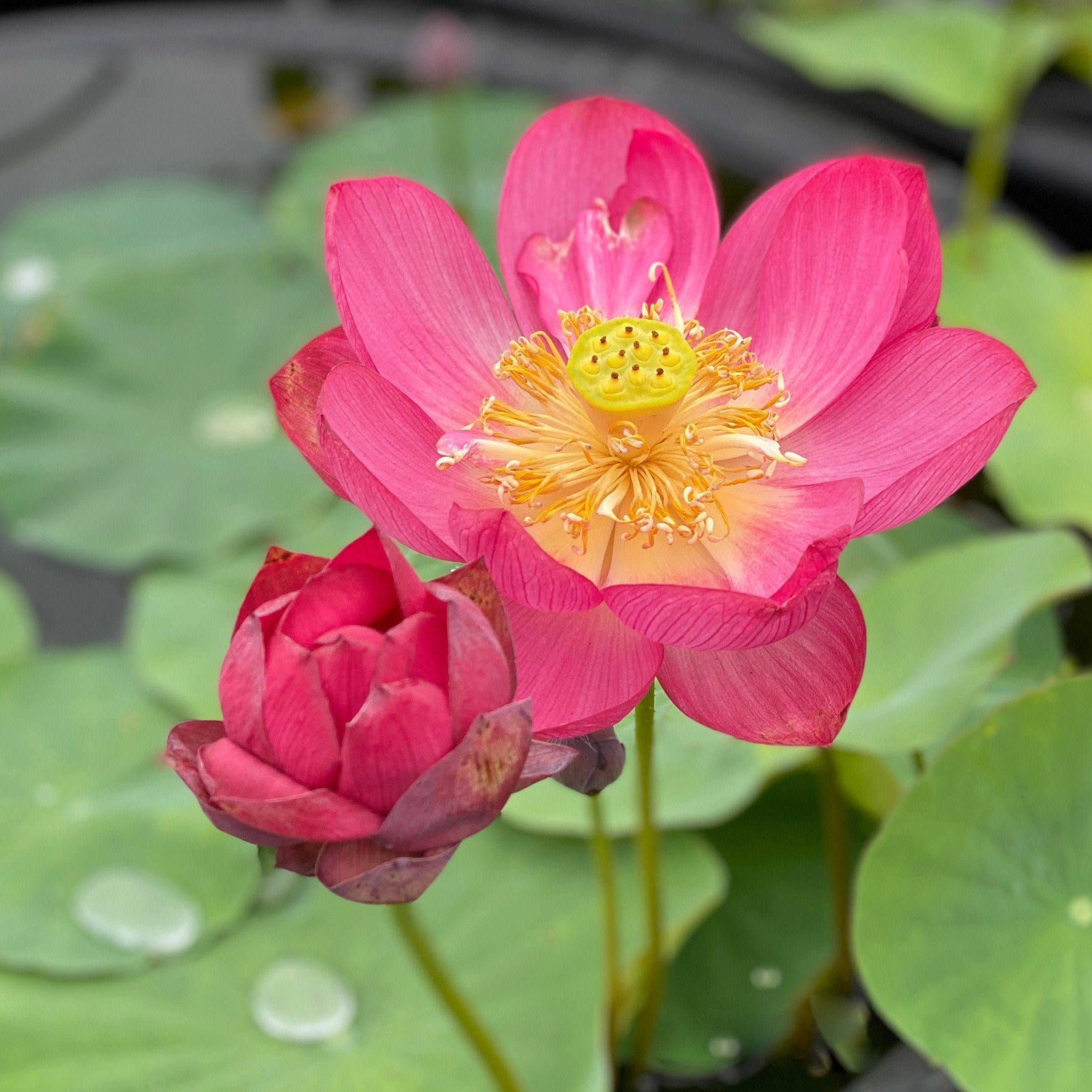 Little Longevity Star Lotus (Bare Root) - Play It Koi