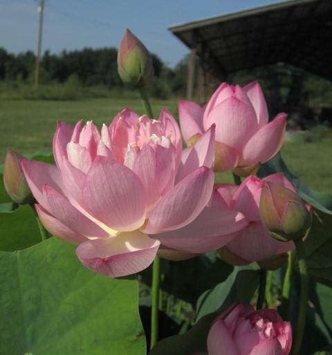 Little Pink Beauty Lotus (Bare Root) - Play It Koi