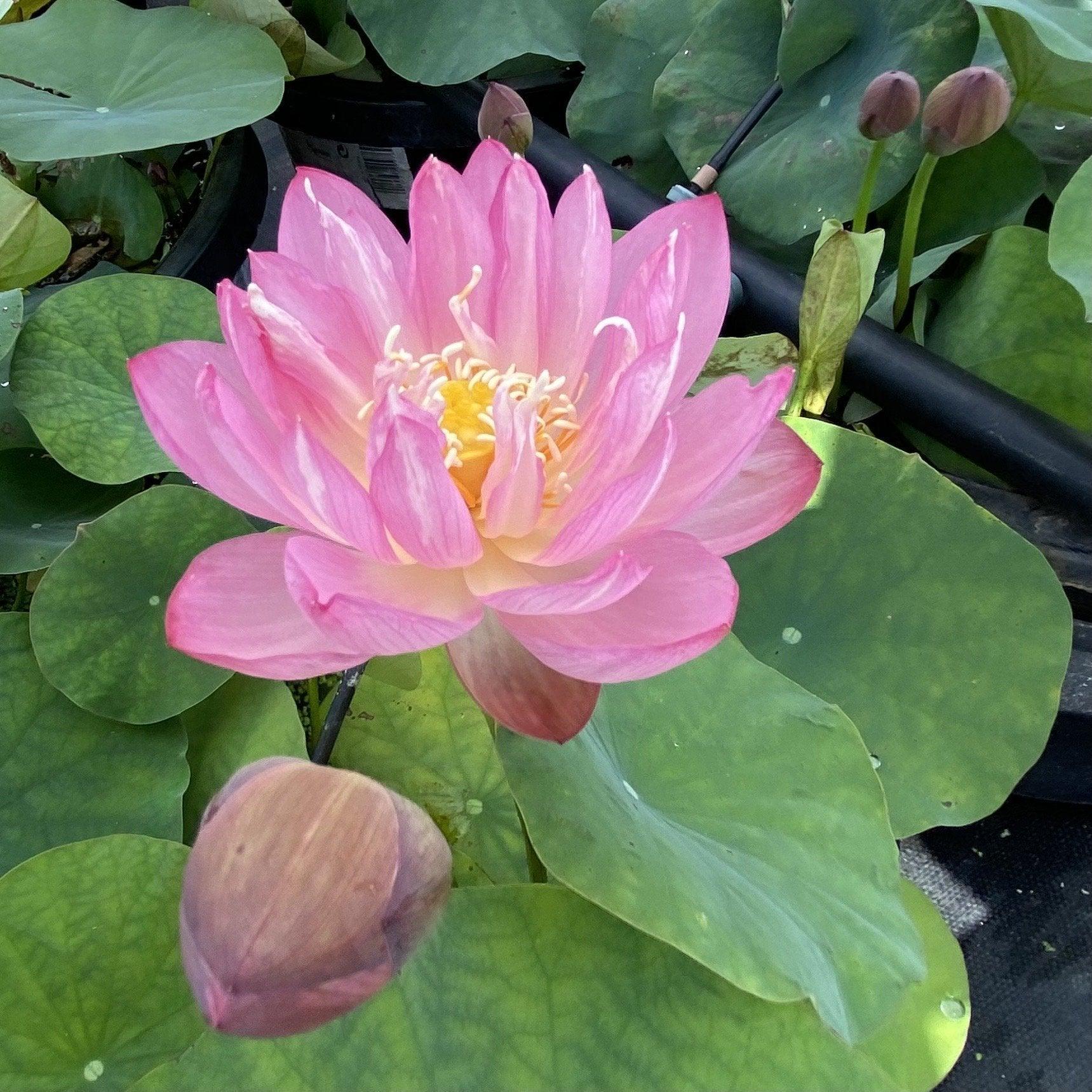 Little Pink Beauty Lotus (Bare Root) - Play It Koi