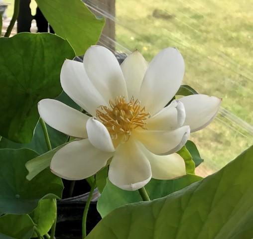 Mini Fall Lotus Little Princess - Perfect Little Mini Lotus (Bare Root)