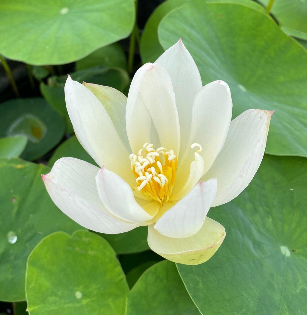 Mini Fall Lotus Little Princess - Perfect Little Mini Lotus (Bare Root)