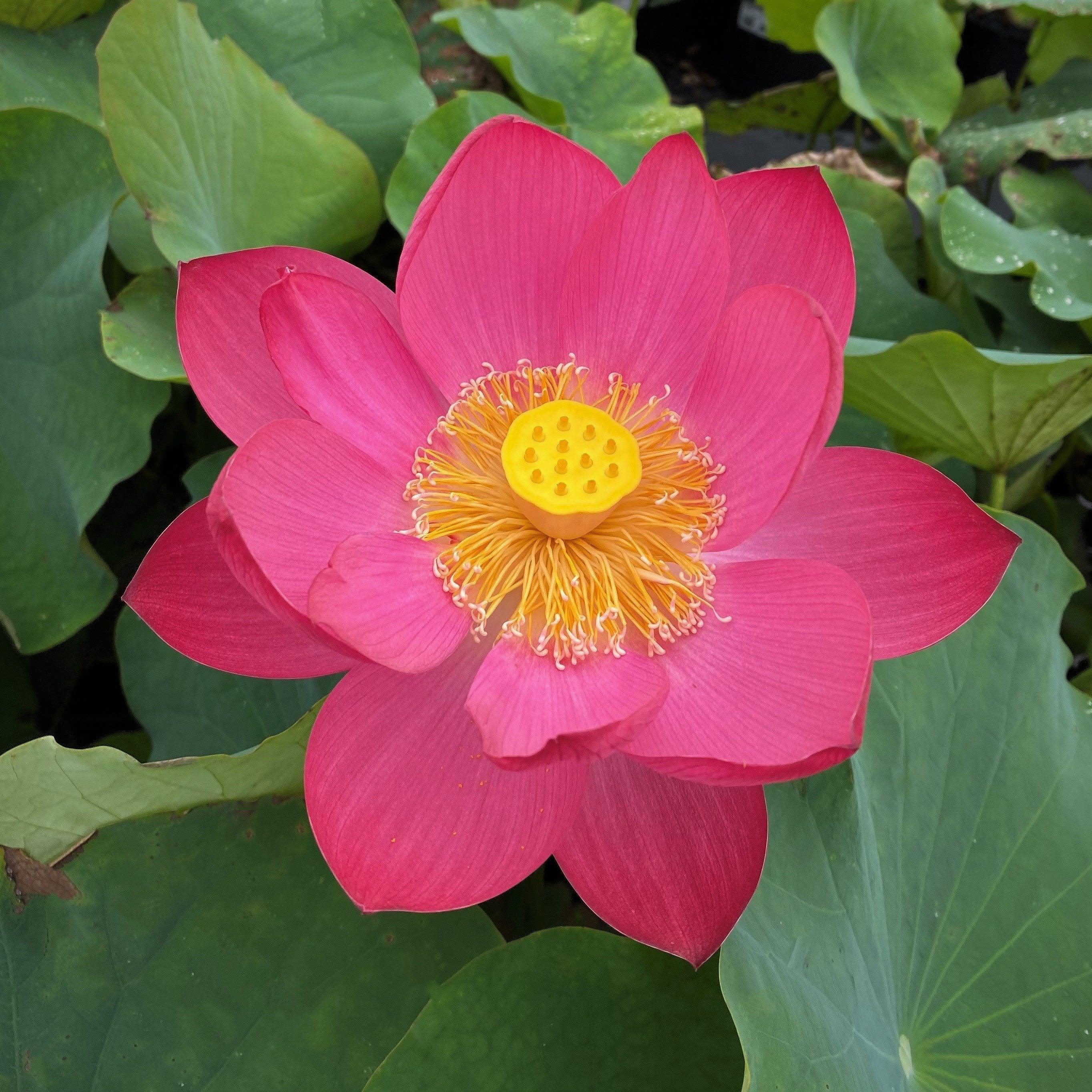 Little Red Chrysanthemum Lotus (Bare Root) - Play It Koi