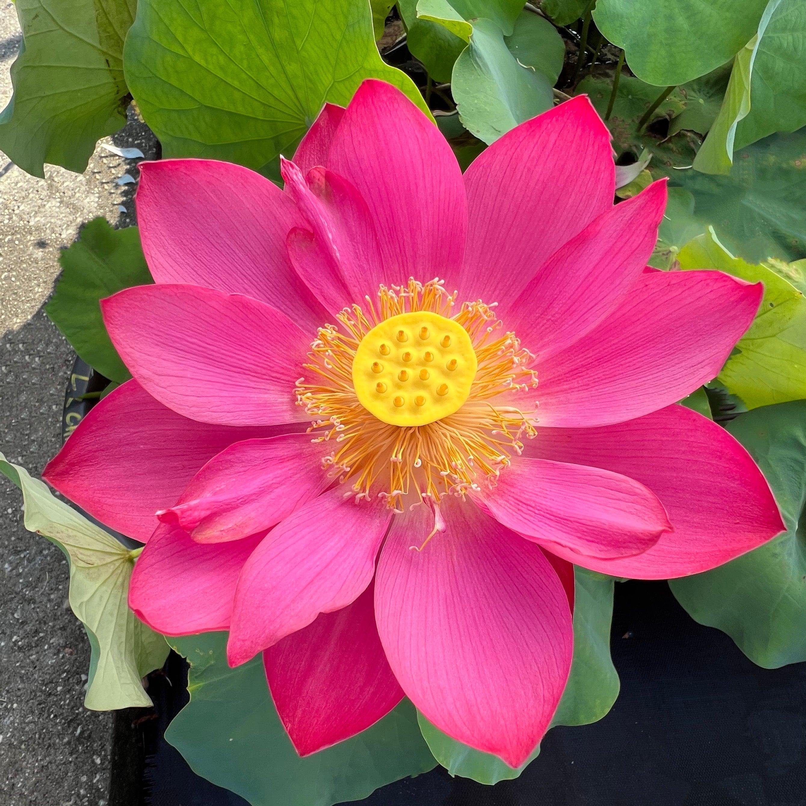 Little Red Chrysanthemum Lotus (Bare Root) - Play It Koi