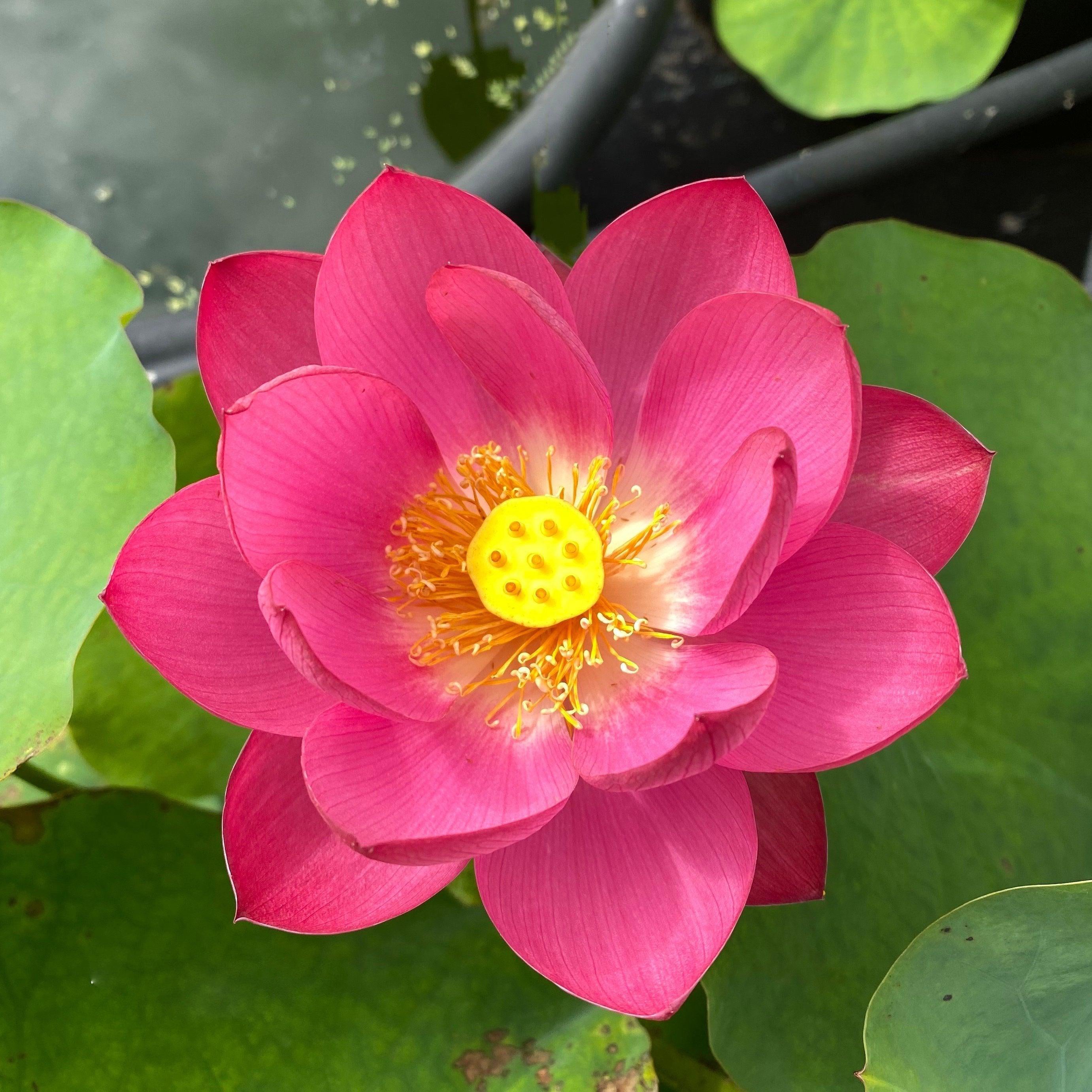 Little Red Chrysanthemum Lotus (Bare Root) - Play It Koi