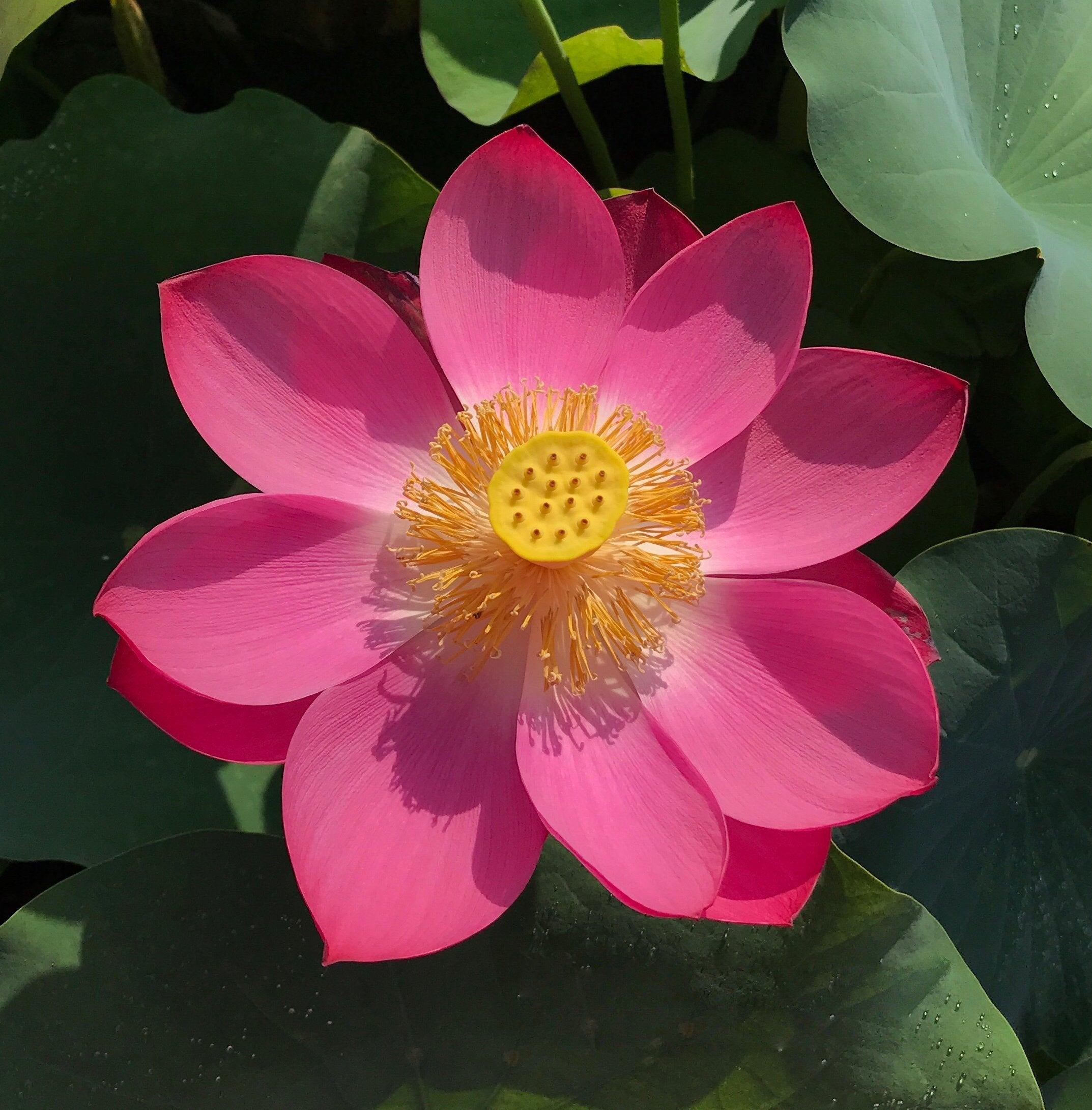 Little Red Chrysanthemum Lotus (Bare Root) - Play It Koi