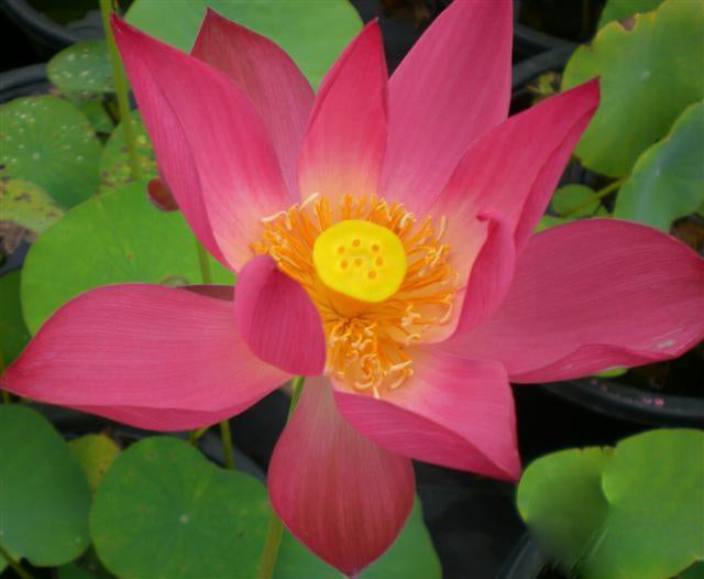 Little Red Missing Lotus (Bare Root) - Play It Koi