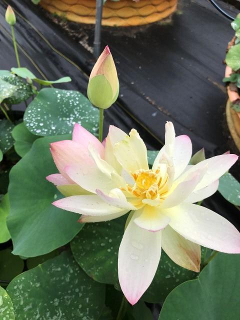 Little Tri-Color - Changing Colors Lotus (Bare Root) - Play It Koi