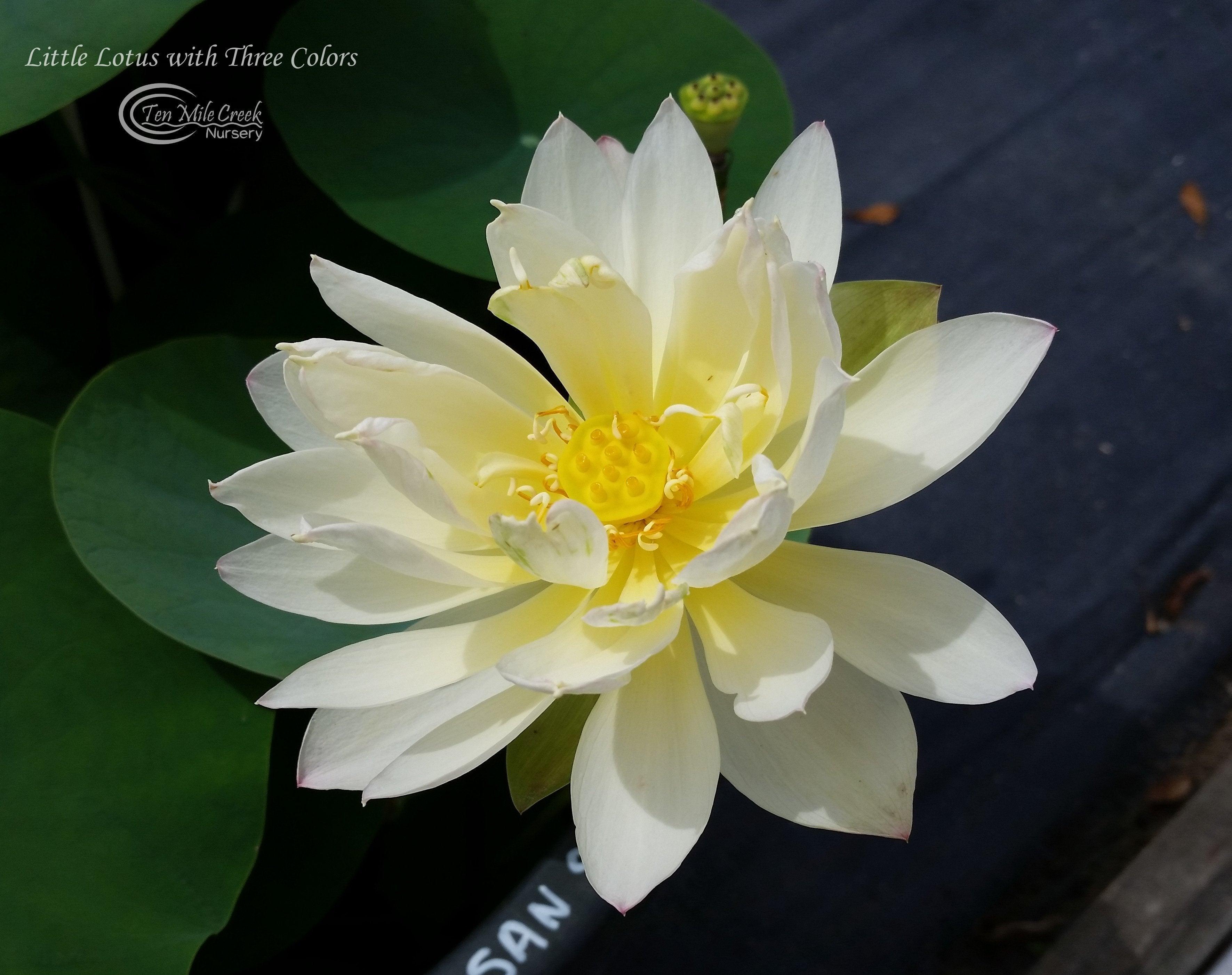 Little Tri-Color - Changing Colors Lotus (Bare Root) - Play It Koi