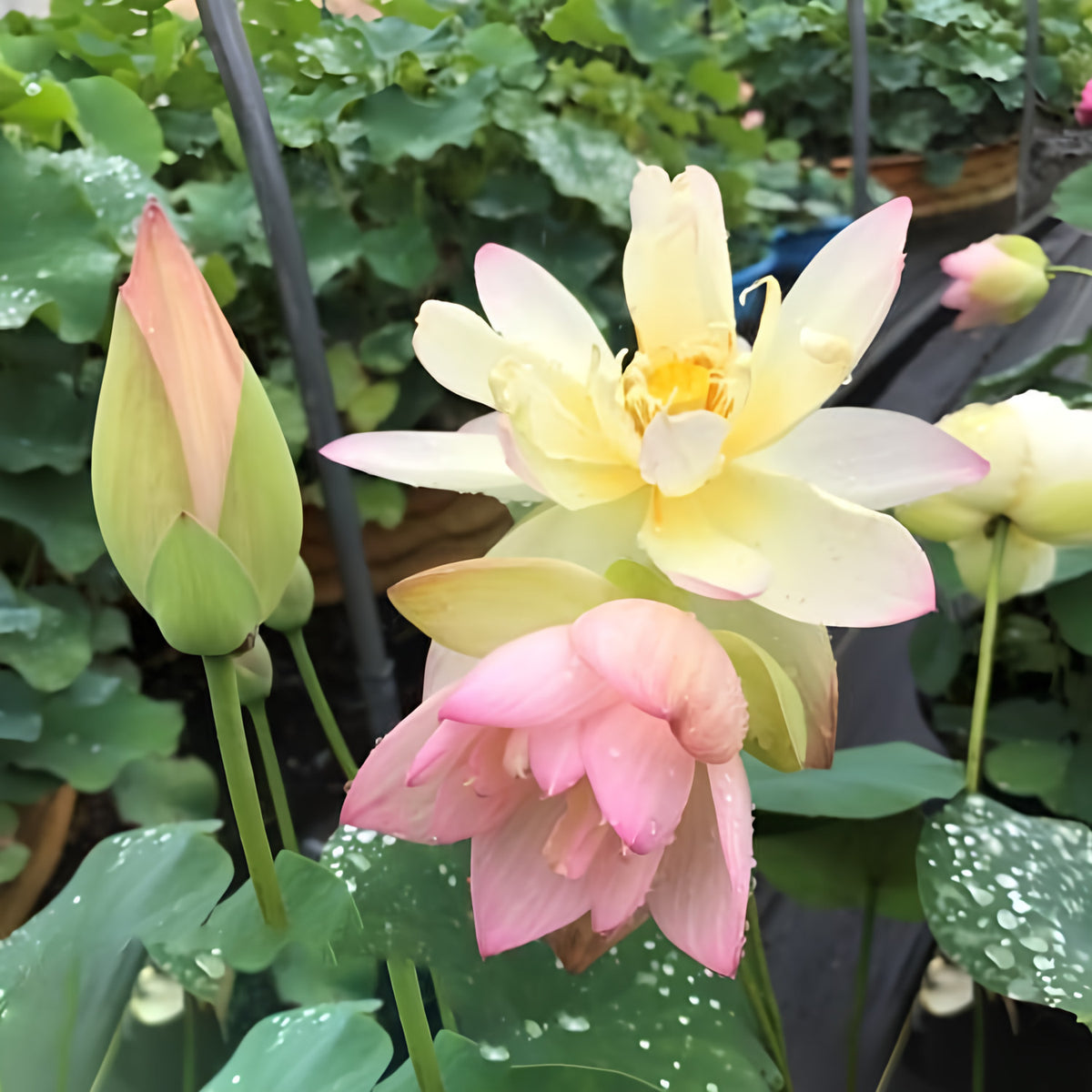 Little Tri-Color - Changing Colors Lotus (Bare Root) - Play It Koi