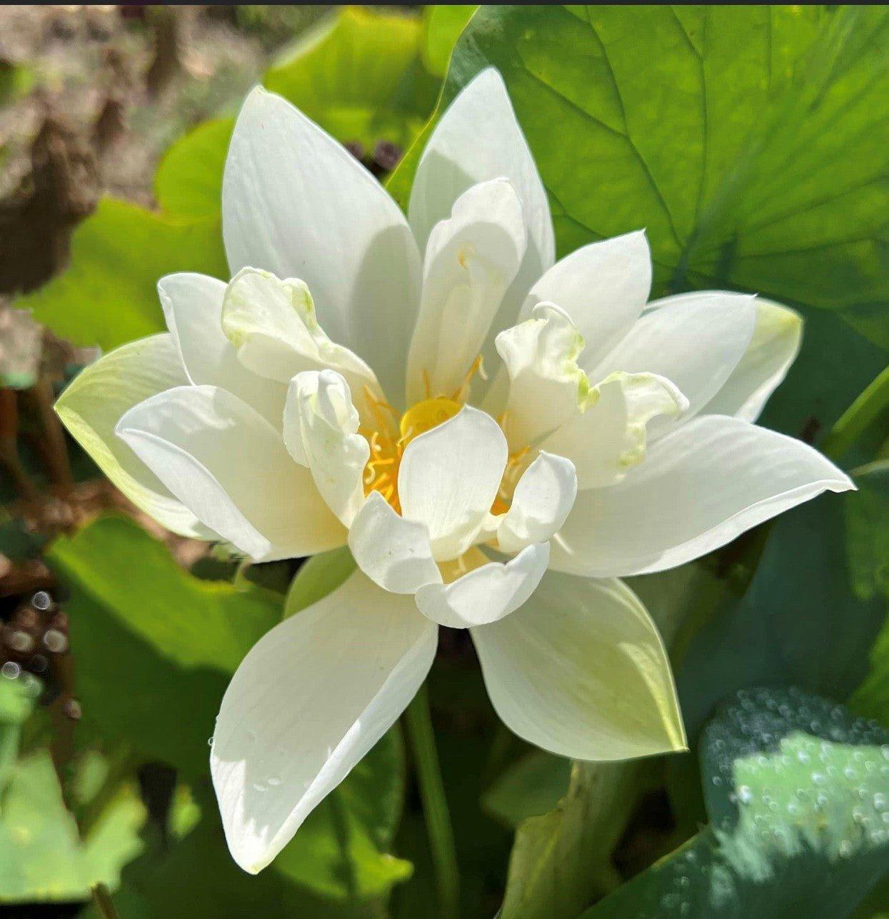 Little White Dot Mini Lotus (Bare Root) - Play It Koi