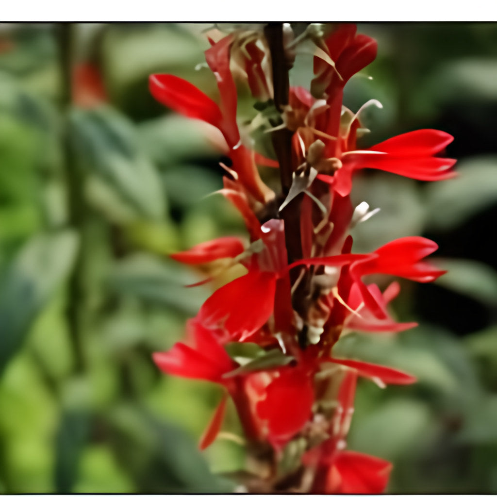 Lobelia Cardinalis - Red Cardinal Flower (Bare Root) - Play It Koi