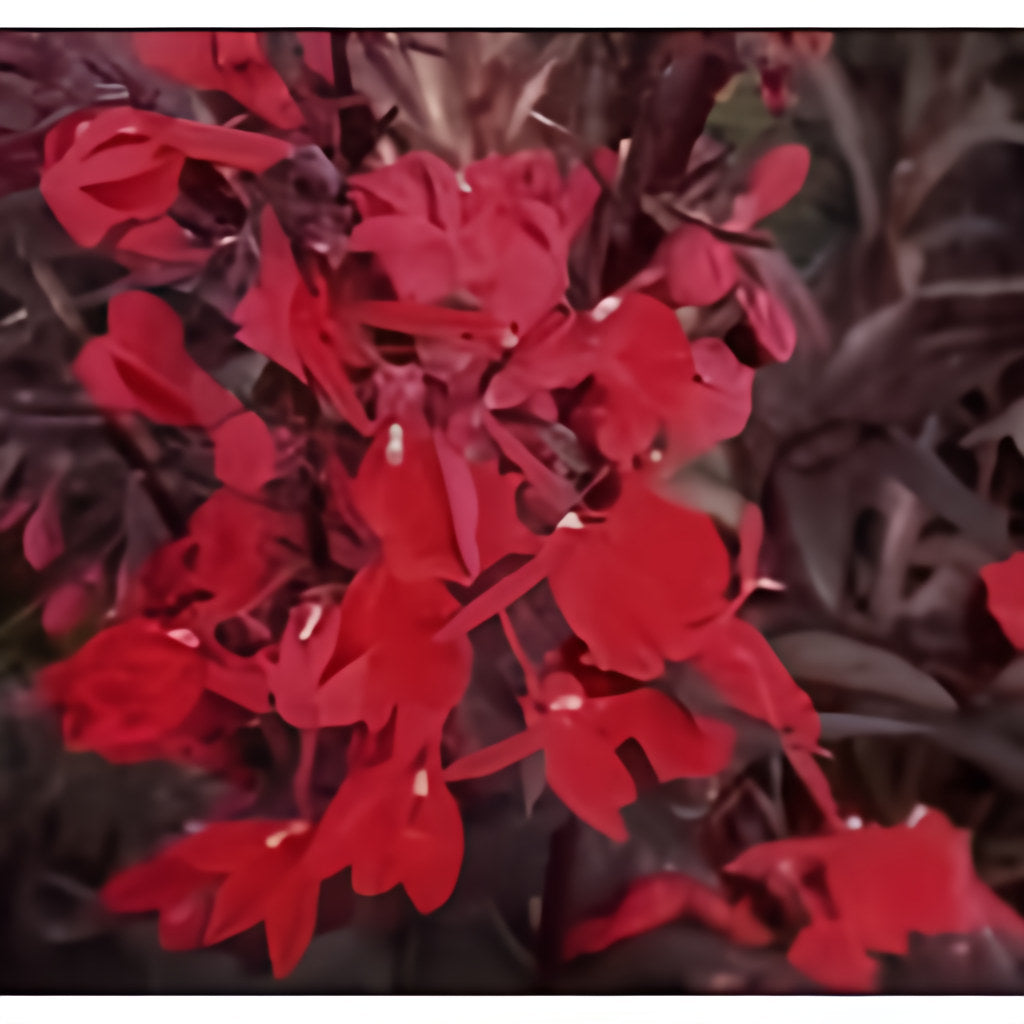 Lobelia ‘Queen Victoria’ (Bare Root) - Play It Koi