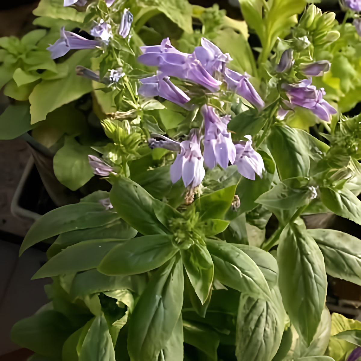 Lobelia Syphilitica 'Blue Lobelia' (Bare Root) - Play It Koi