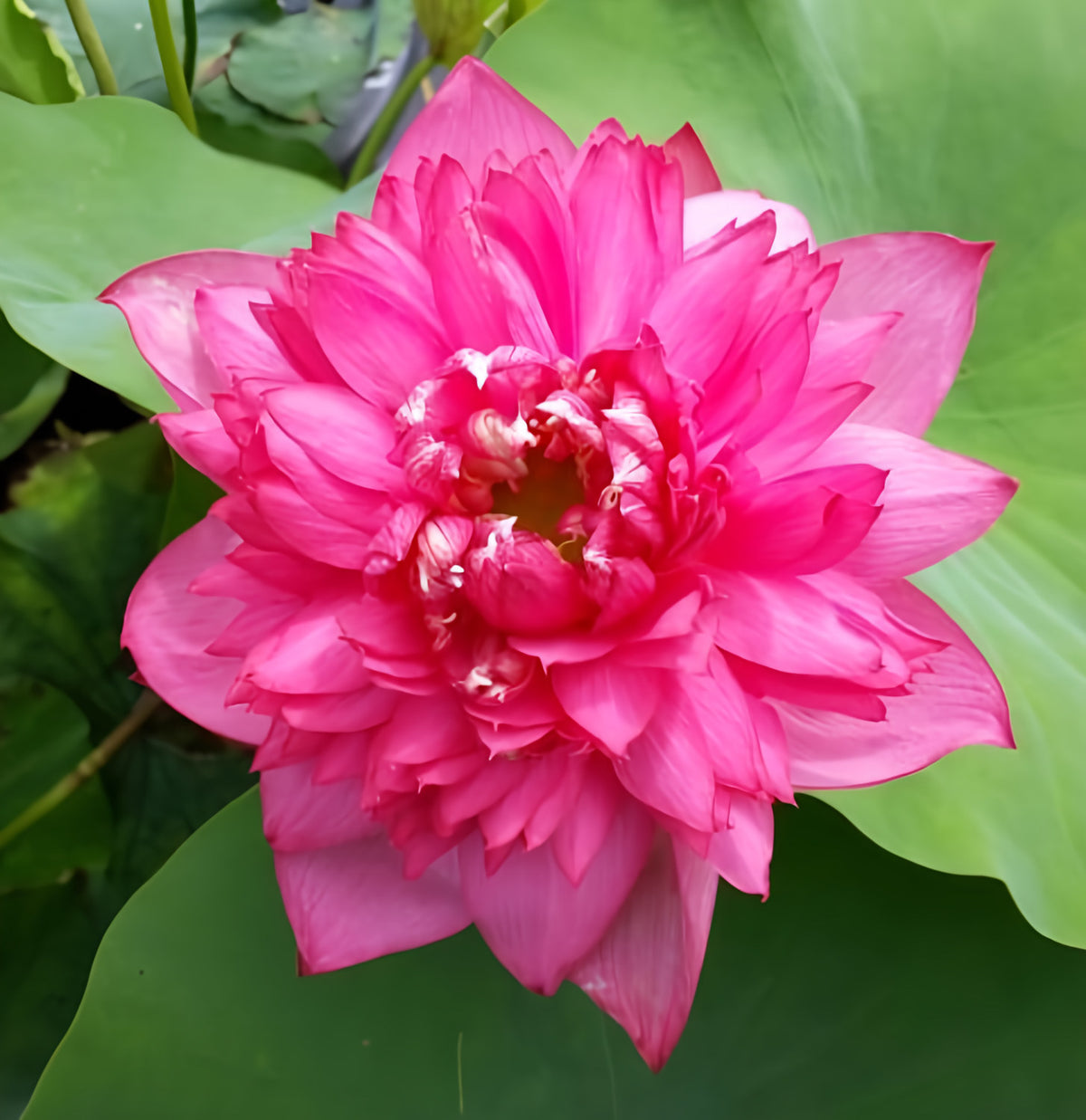 Long-Petal Peach Red Lotus (Bare Root) - Play It Koi