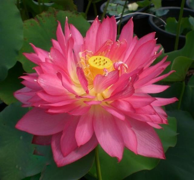 Long-Petal Peach Red Lotus (Bare Root) - Play It Koi