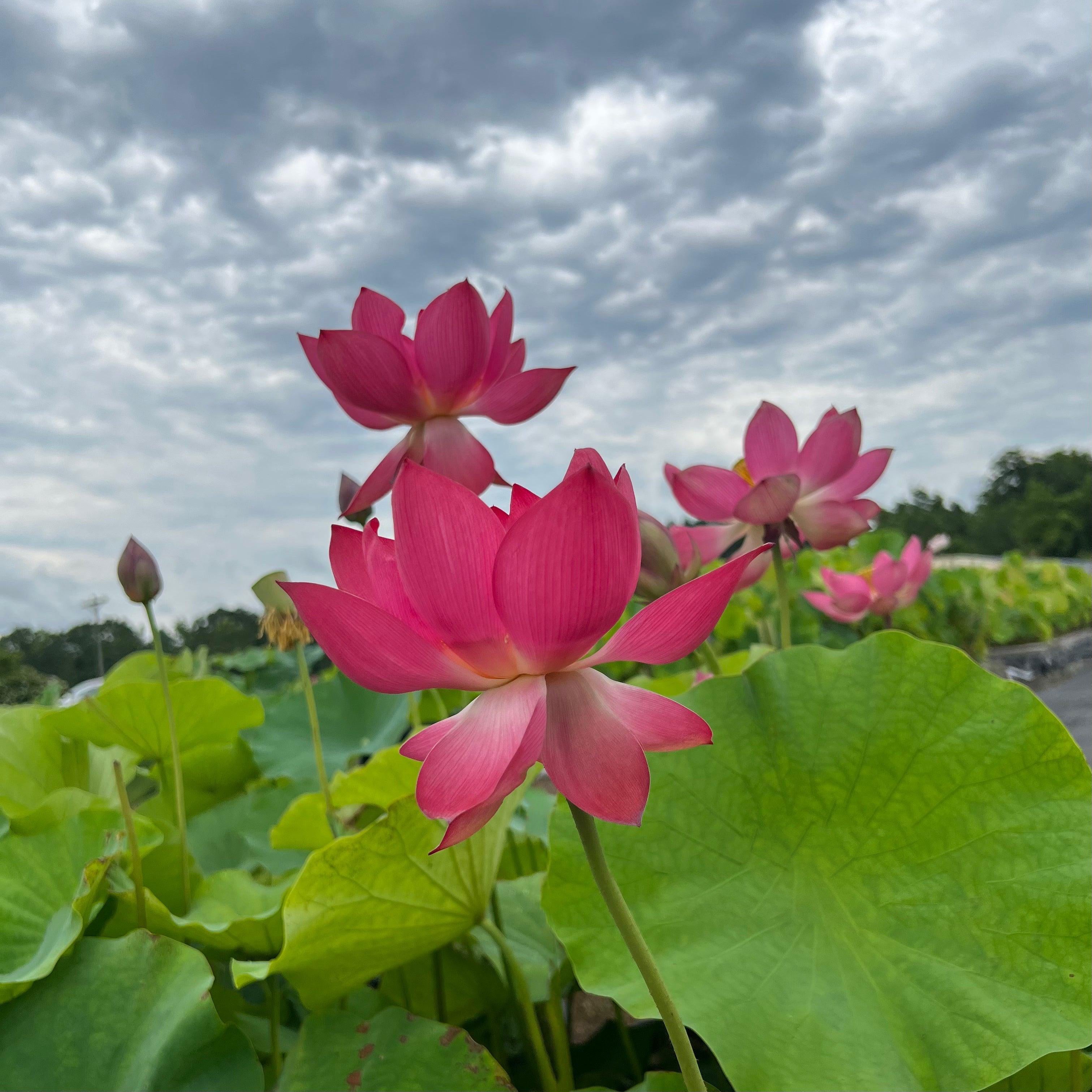 Love Song Lotus (Bare Root) - Play It Koi