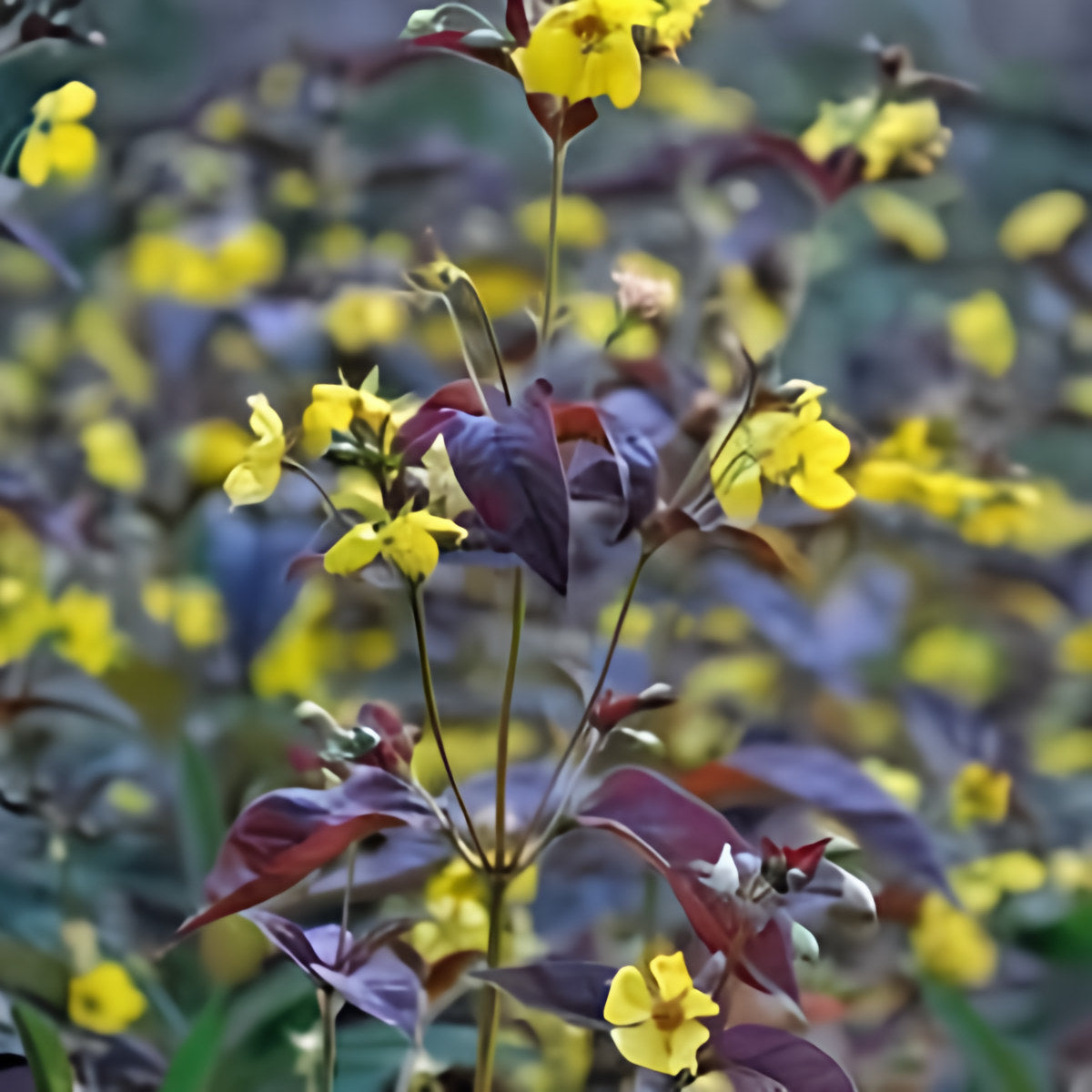 Lysmachia 'Firecracker' (Bare Root) - Play It Koi