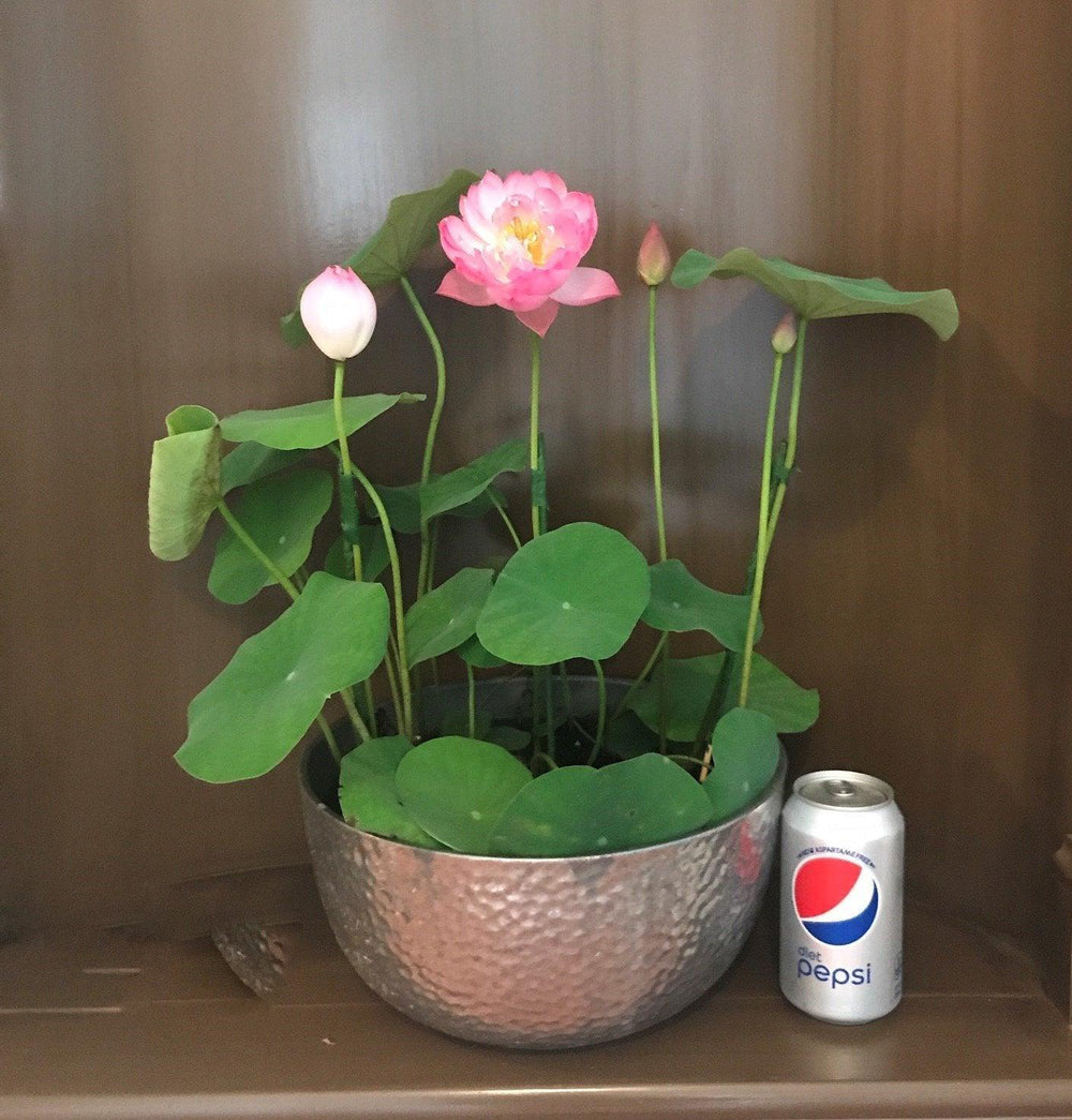 Lotus Plants for Ponds – Dwarf & Standard | Play It Koi – Page 2