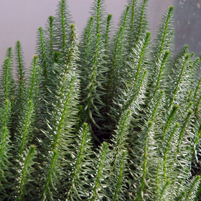 Hippuris Species - Feathery Mare's Tail (Bare Root)