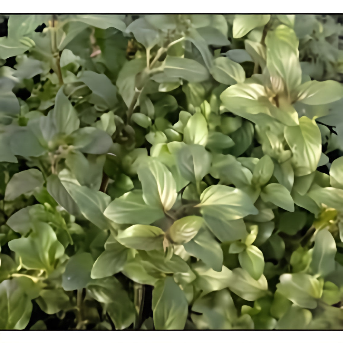 Mentha Aquatica - Water Mint (Bare Root) - Play It Koi