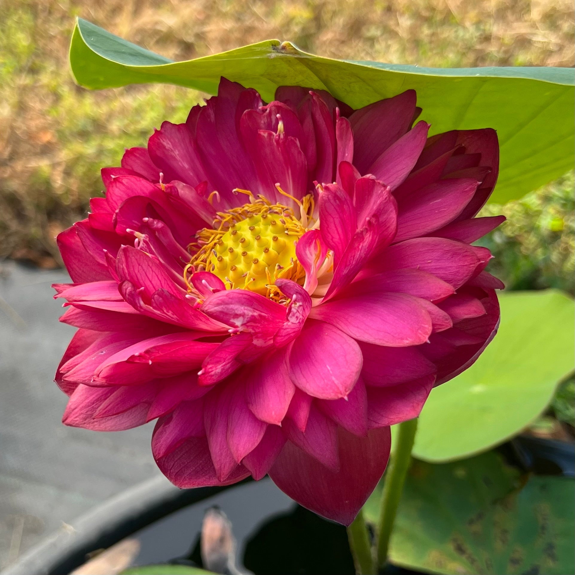 Mini Blood Lotus (Bare Root)