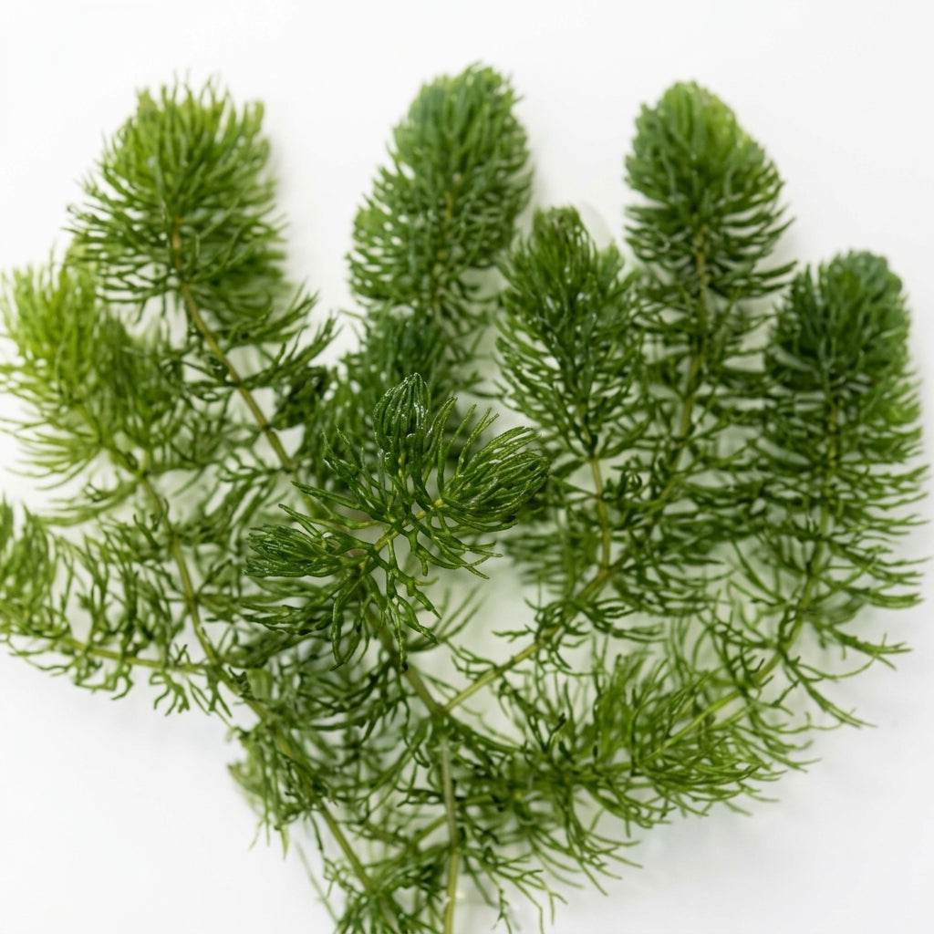 Aquatic plant — Macro Texture Close-up | Generated by Modelize