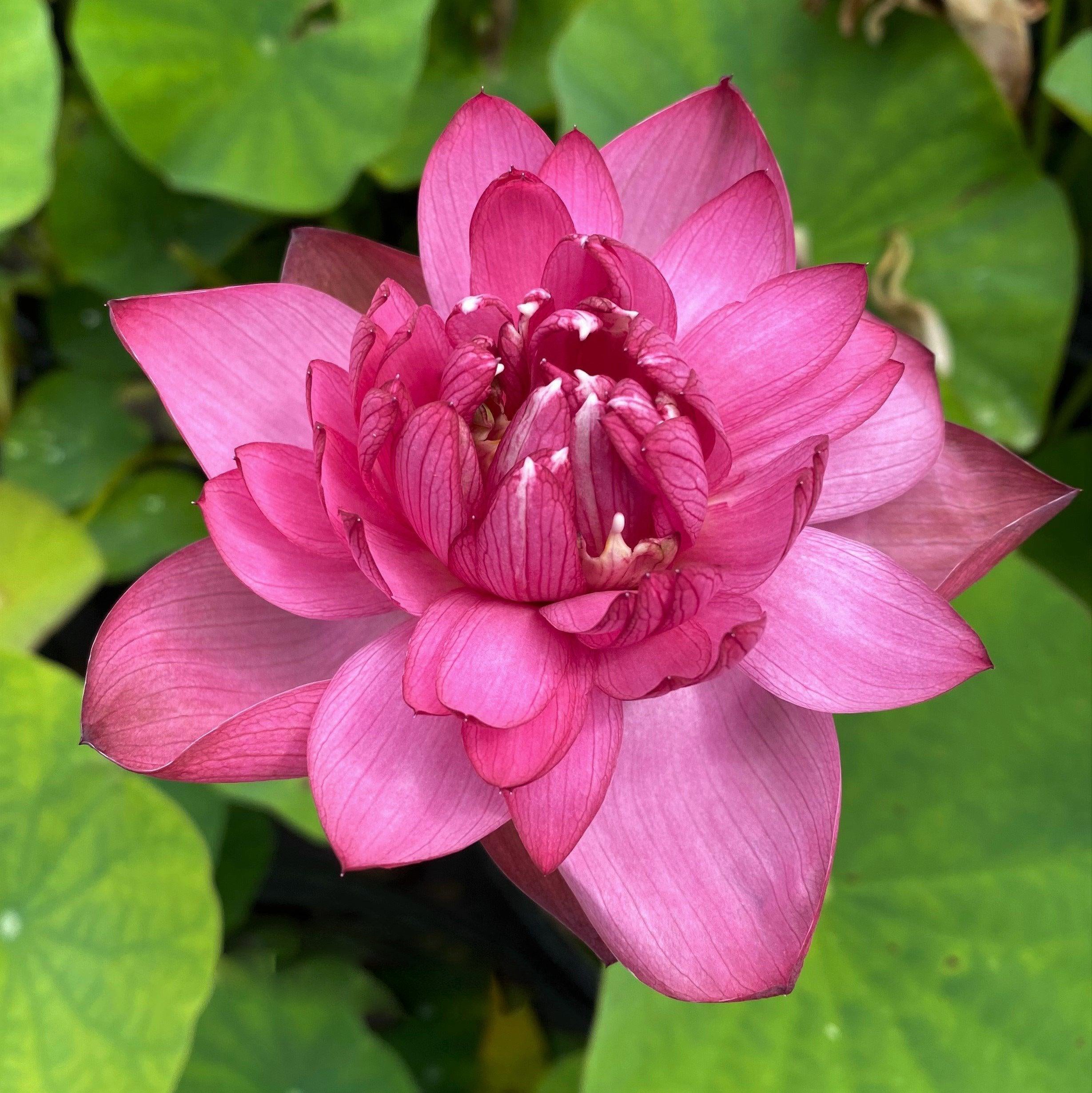 Momo Botan Minima Lotus (Bare Root)