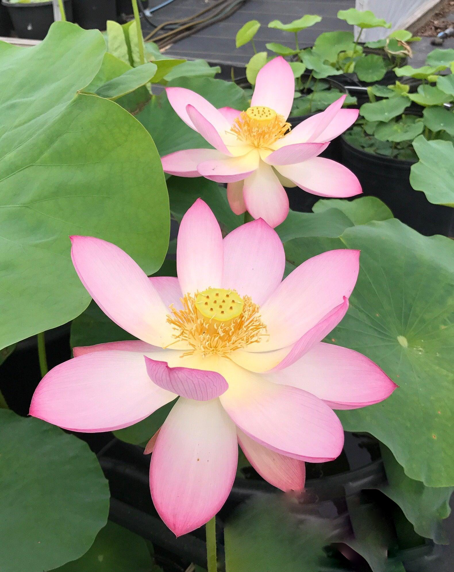 Morning in Yaochi Lotus (Bare Root) - Play It Koi