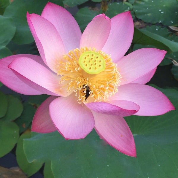 Morning in Yaochi Lotus (Bare Root)