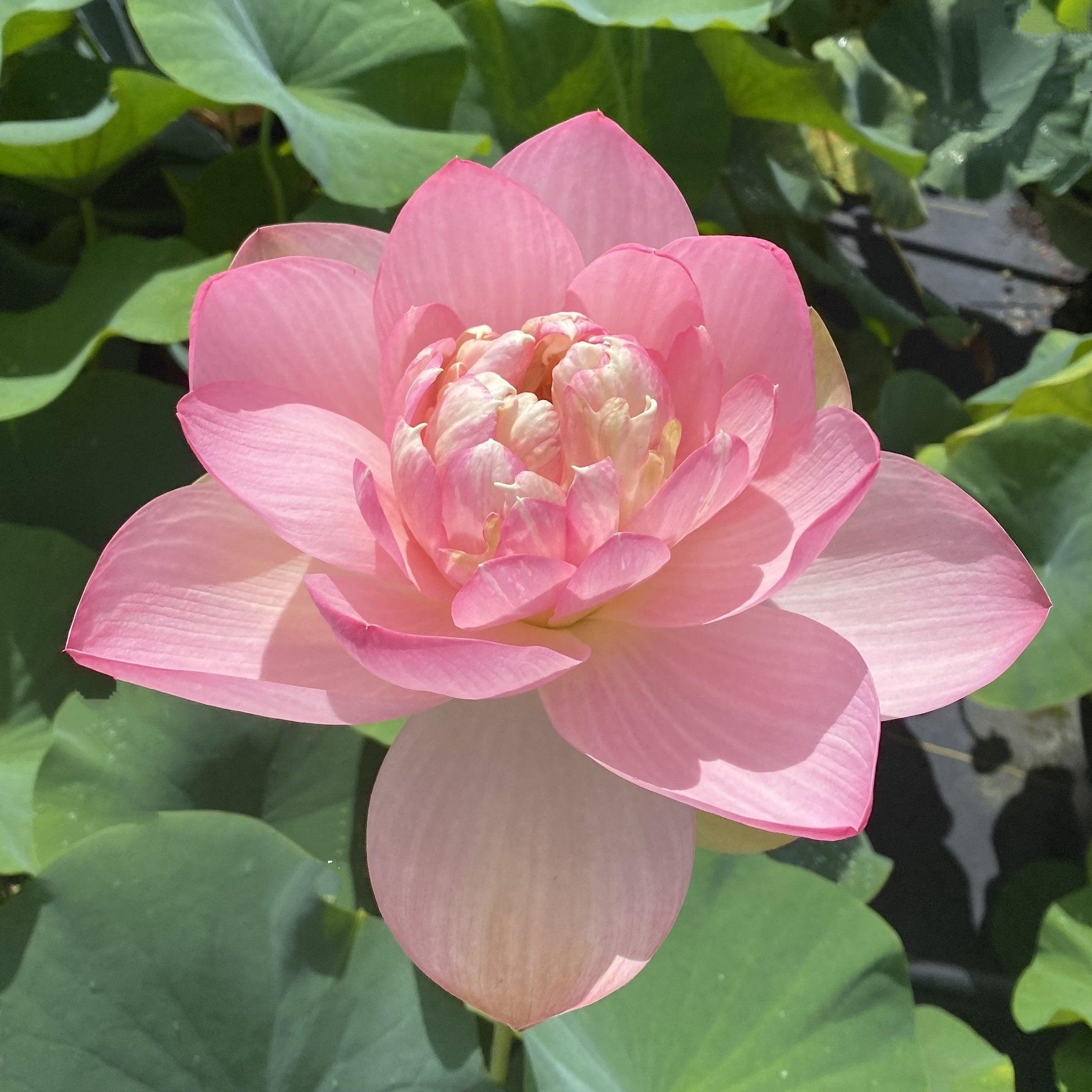 Mrs. Perry D. Slocum - Queen of American Lotus (Bare Root) - Play It Koi