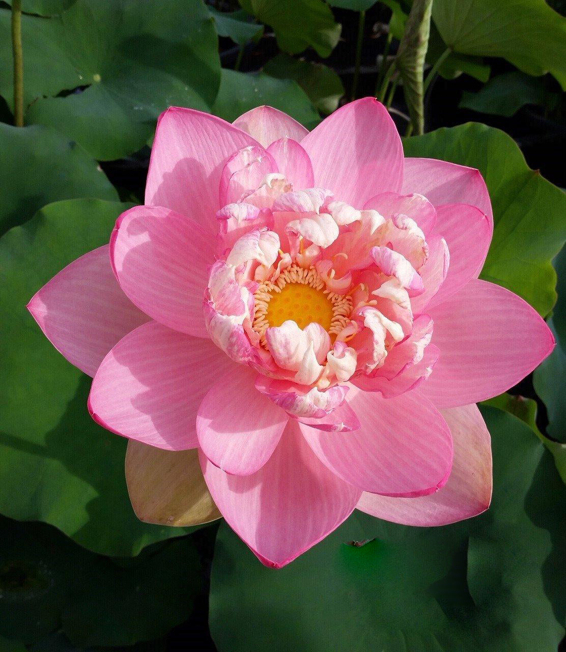 Mrs. Perry D. Slocum - Queen of American Lotus (Bare Root) - Play It Koi