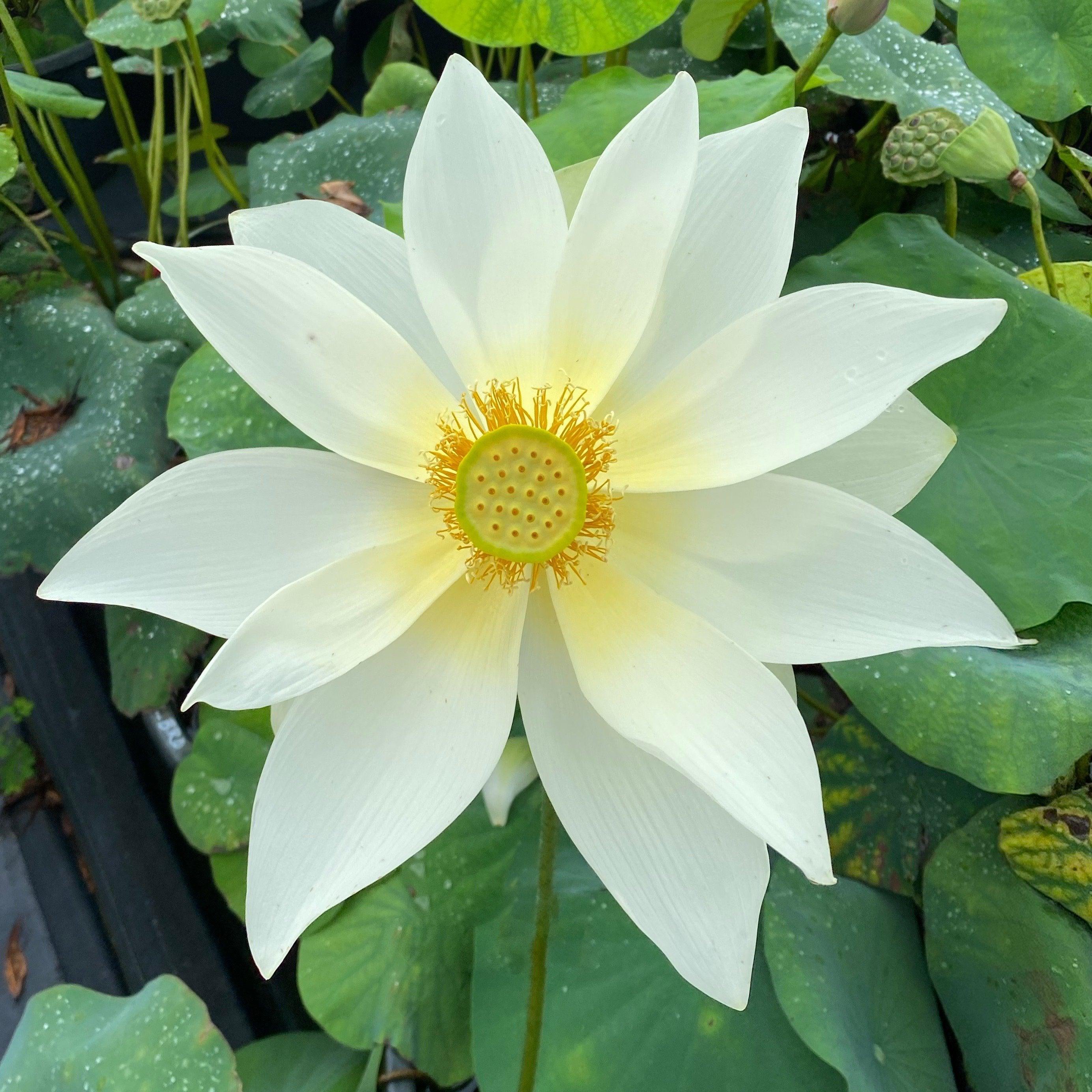 Nanjing Noble - Huge Flowered Lotus (Bare Root) - Play It Koi