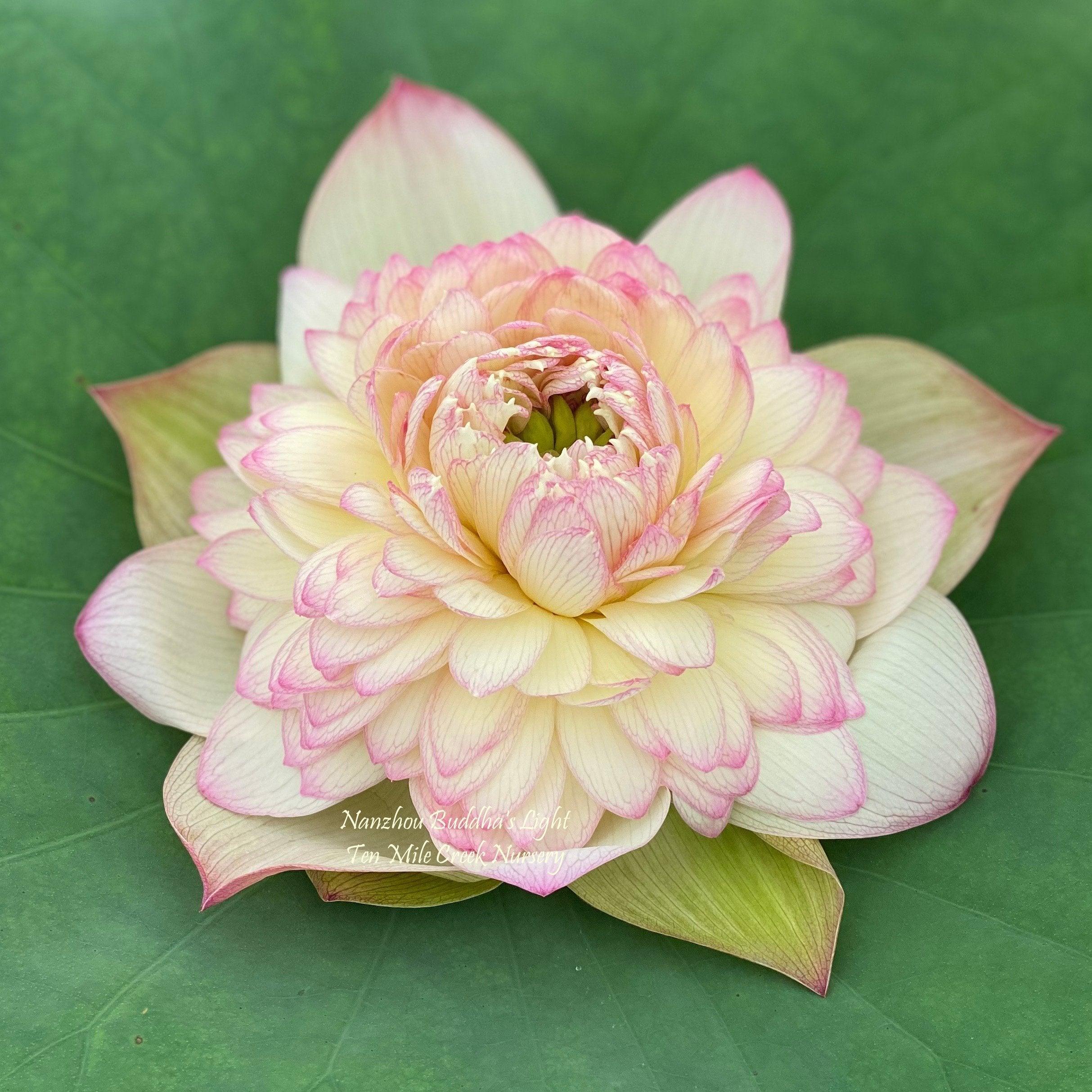 Nanzhou Buddha's Light - Prolific bloomer Lotus (Bare Root) - Play It Koi