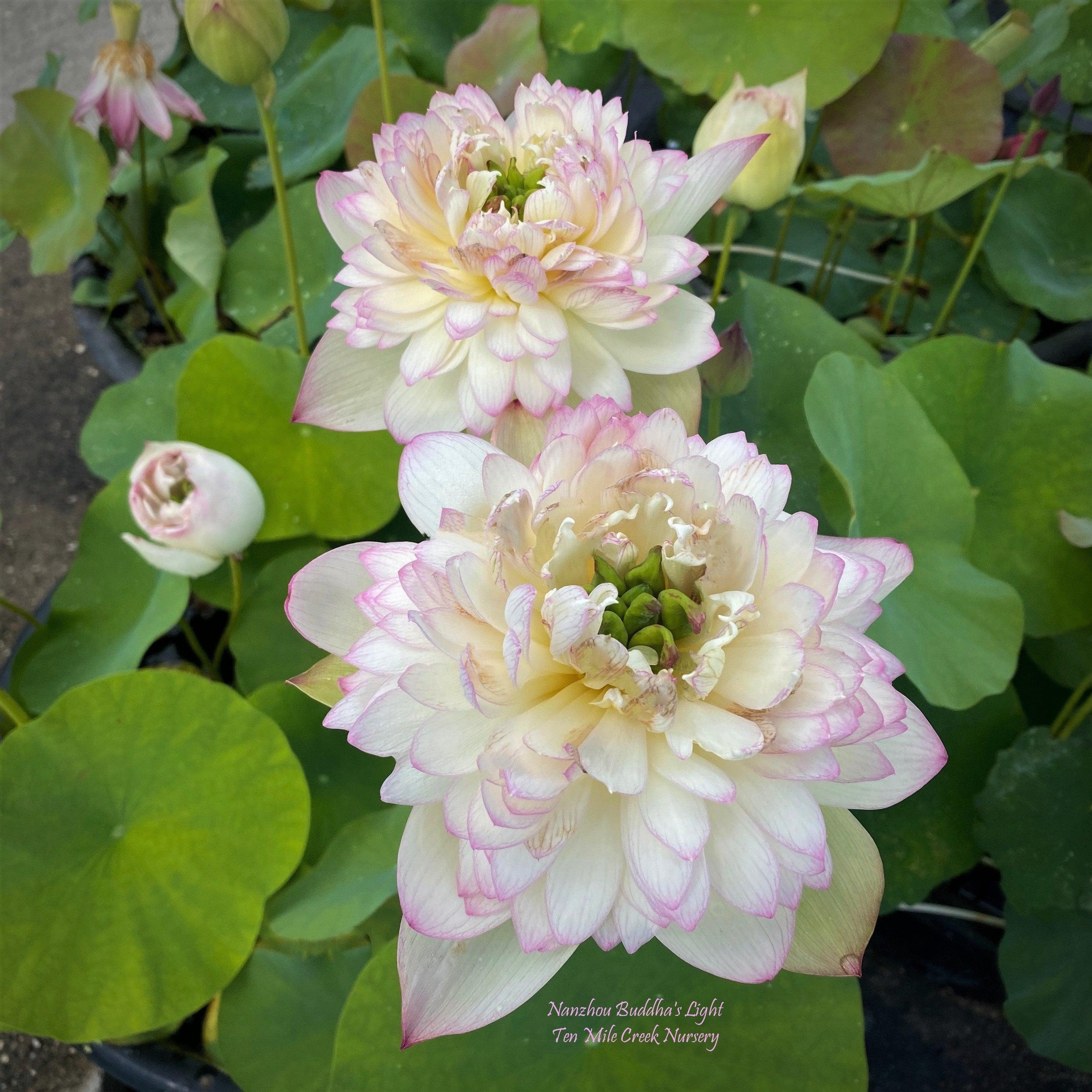 Nanzhou Buddha's Light - Prolific bloomer Lotus (Bare Root) - Play It Koi