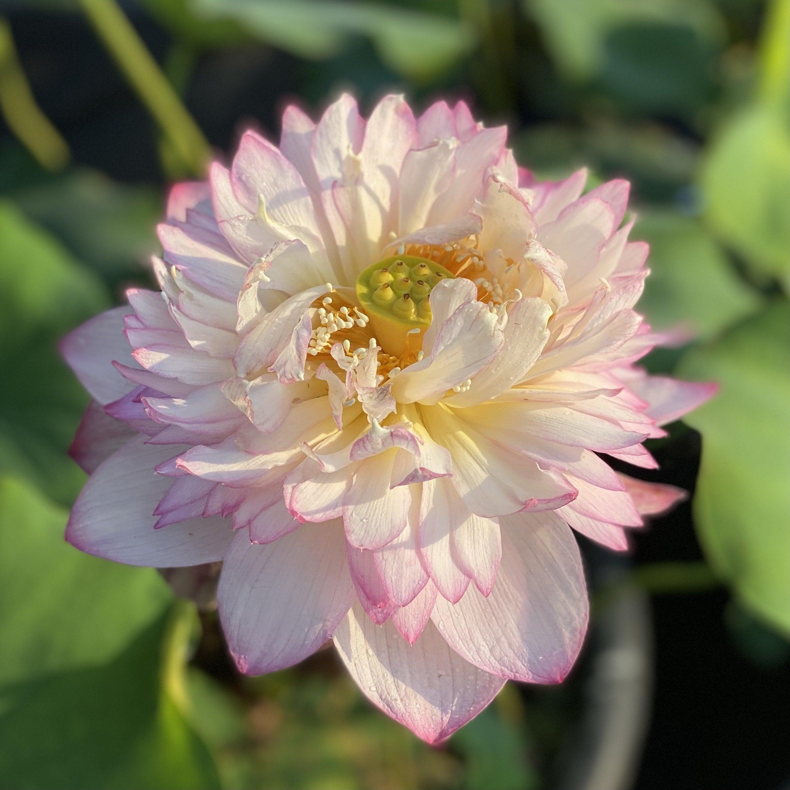 Nanzhou Buddha's Light - Prolific bloomer Lotus (Bare Root) - Play It Koi