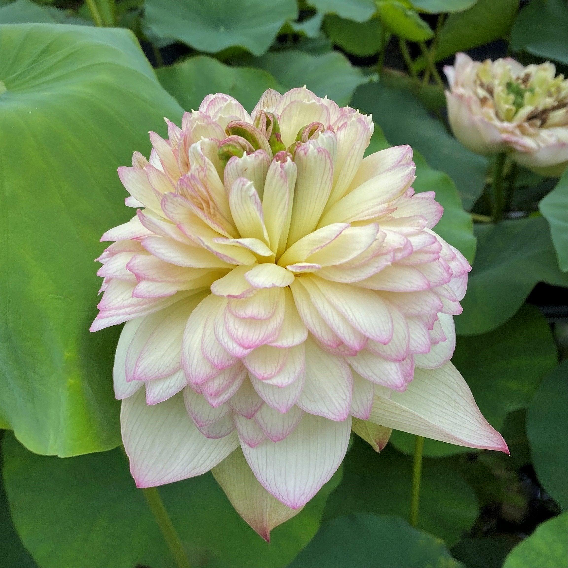 Nanzhou Buddha's Light - Prolific bloomer Lotus (Bare Root) - Play It Koi